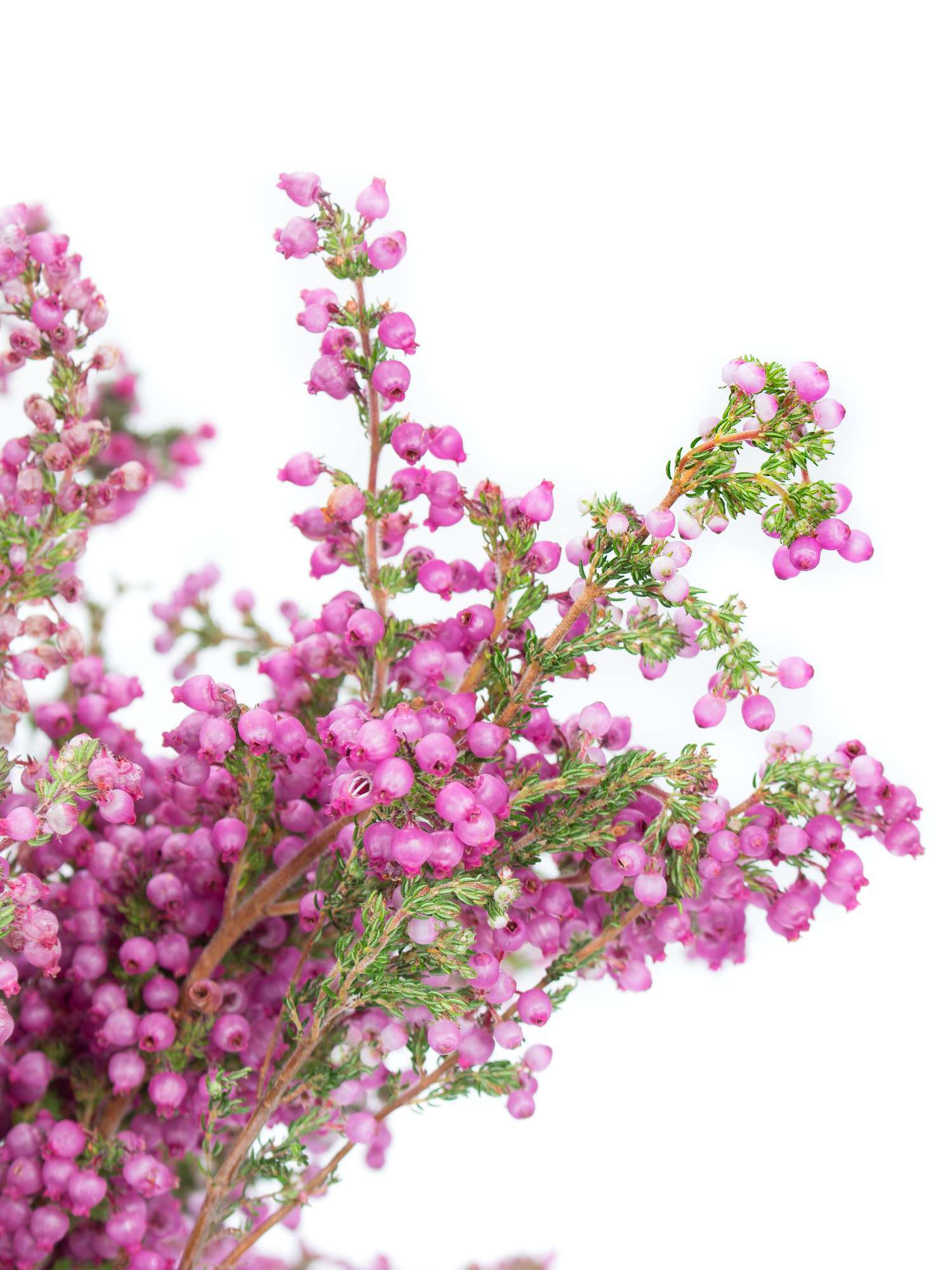 blumigo-erika-heidekraut-pink-herbstdeko-im-topf image 1