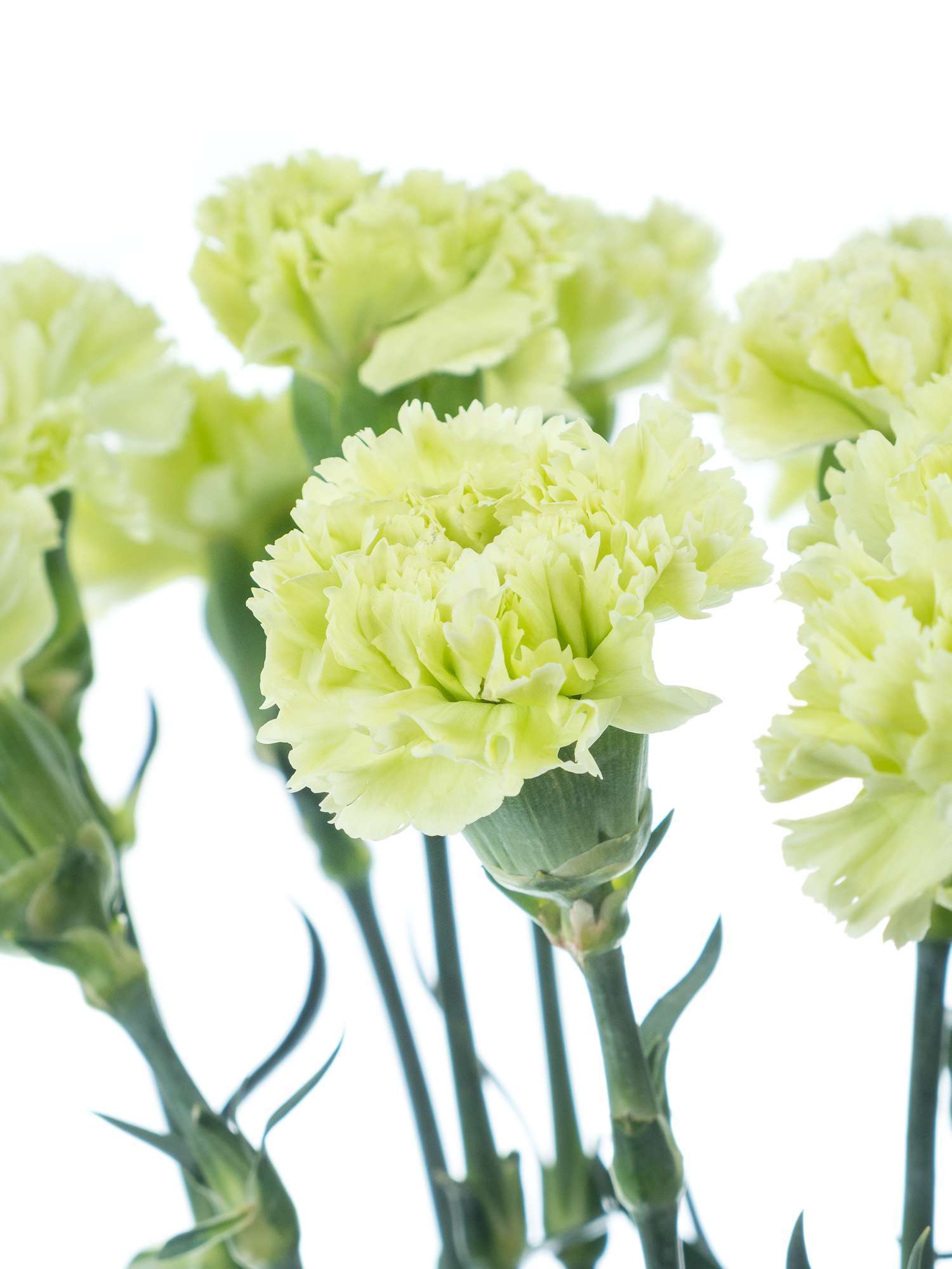 blumigo-nelken-edelnelken-goblin-gr-n-schnittblumen image 2