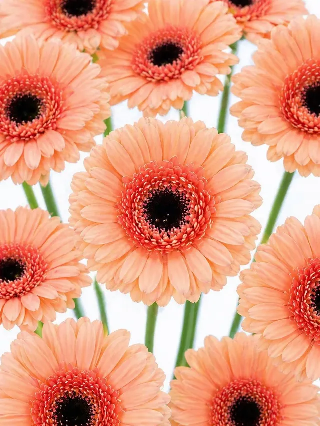 blumigo-gerbera-mini-cookie-and-cream-schnittblume-apricot image 1
