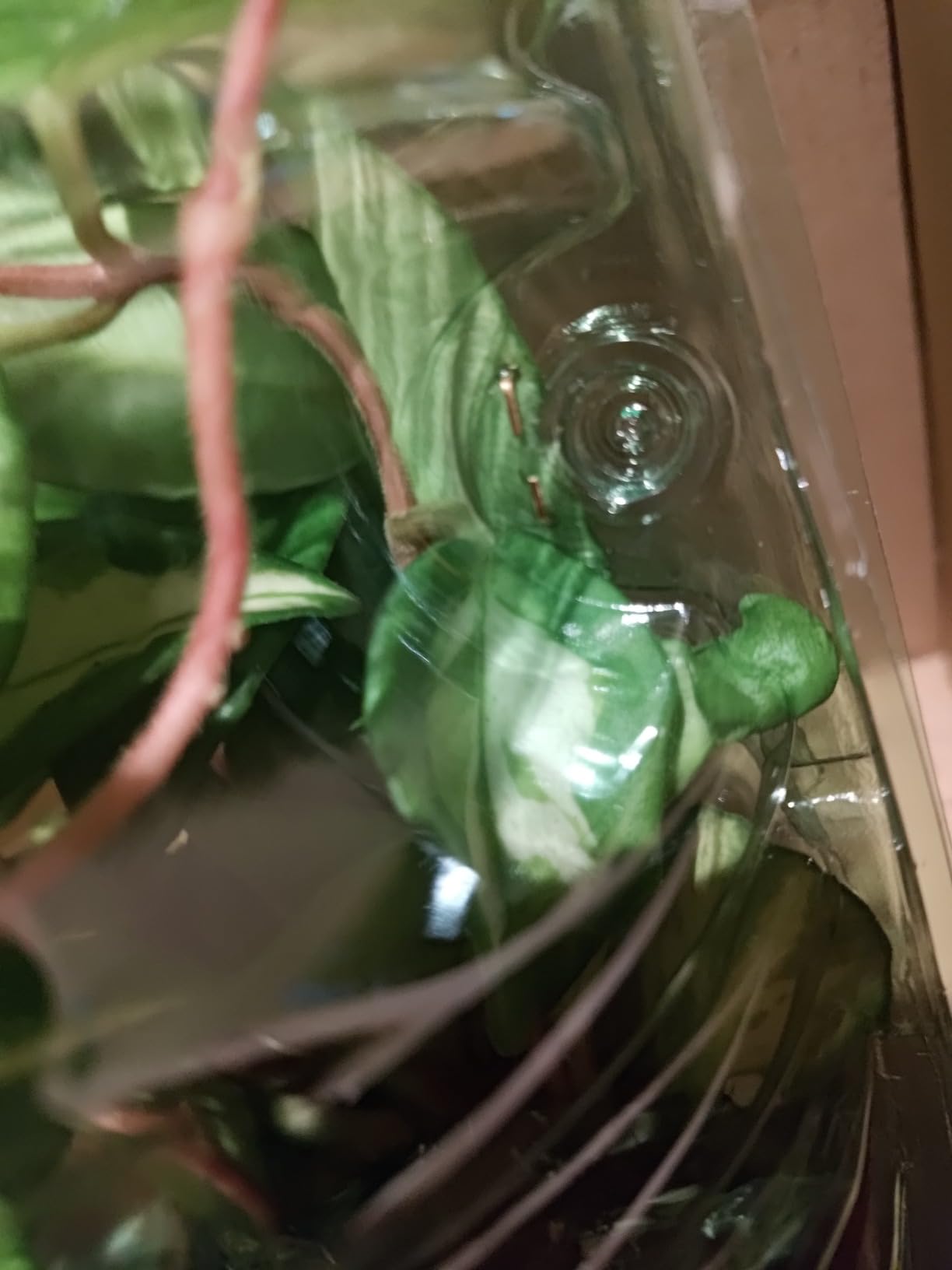 Noch keine Blüte