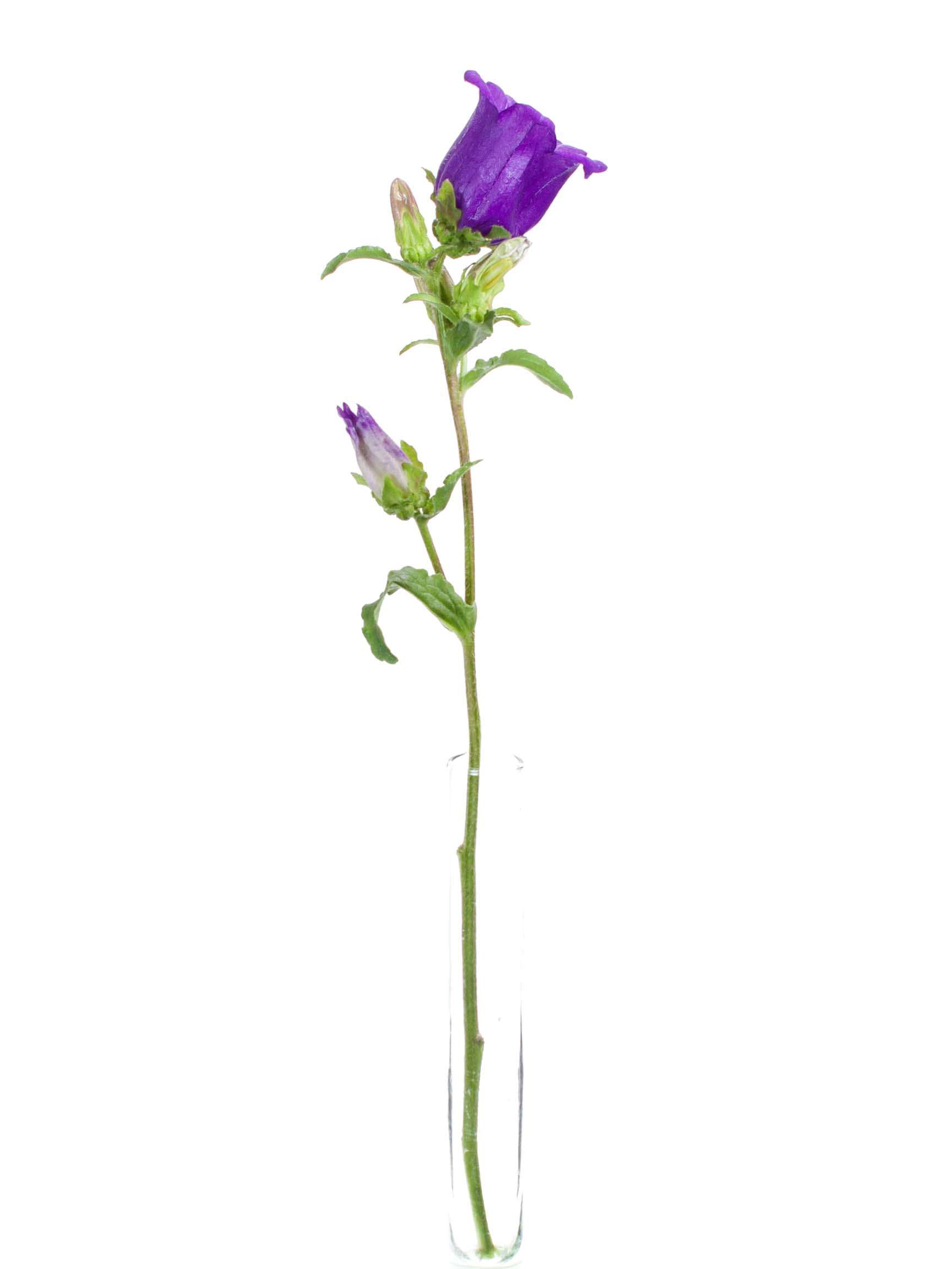 blumigo-glockenblumen-champion-blue-glockenblume-lila-stiel image 3