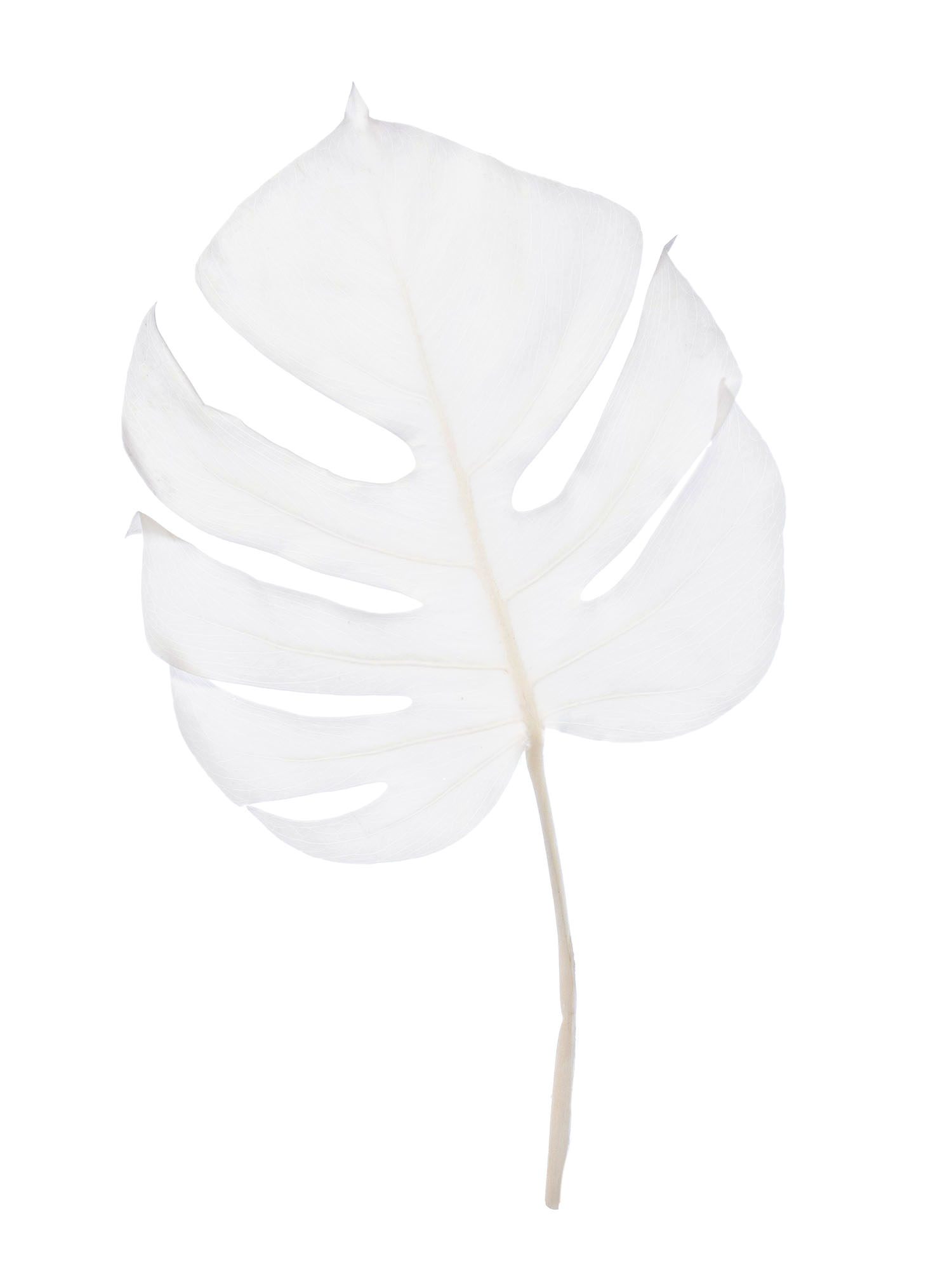 blumigo-trockenblumen-monstera-getrocknet-gebleicht-wei image 3