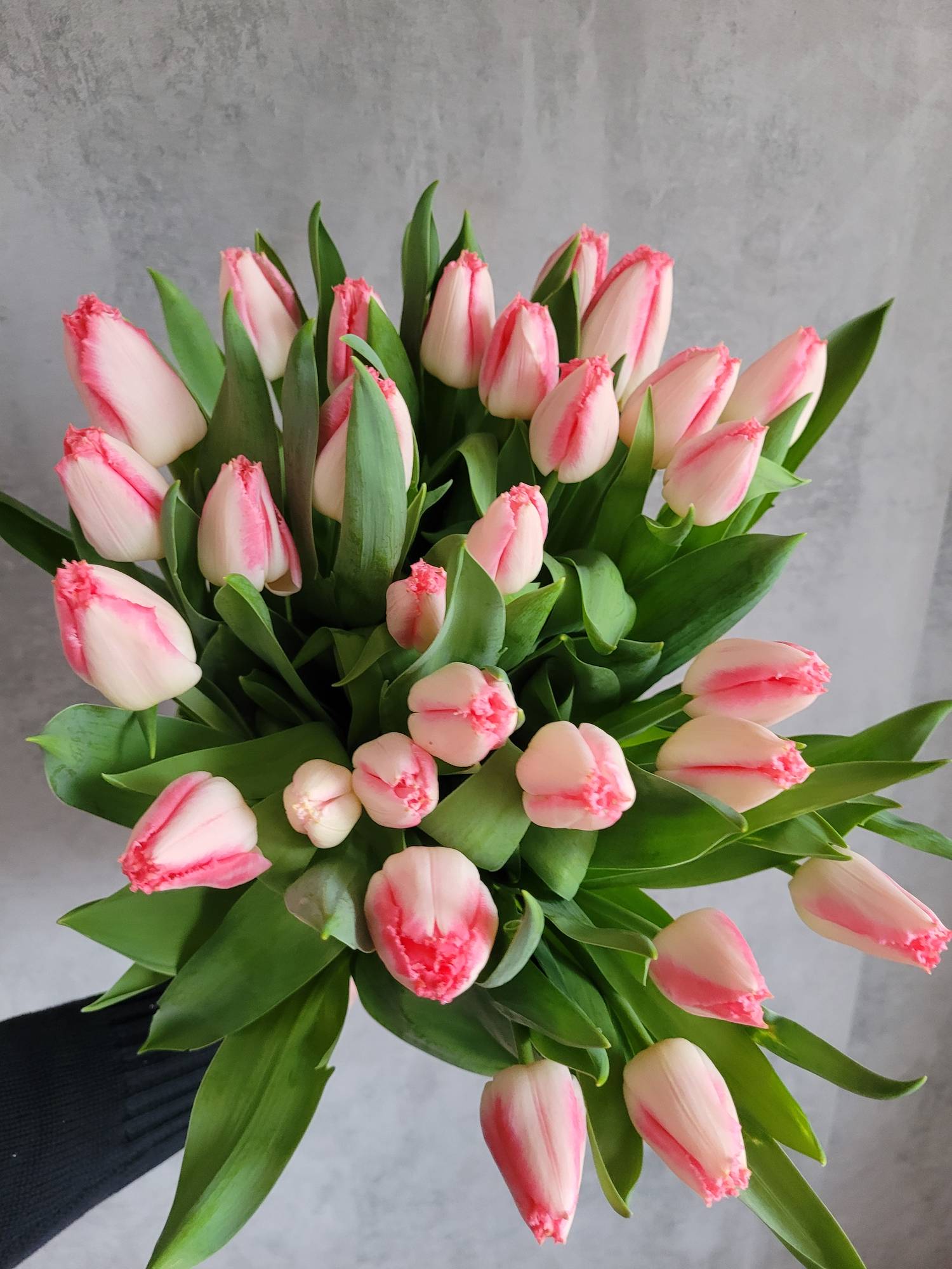 blumigo-tulpen-lingerie-gefranst-schnittblumen-pink-wei image 2