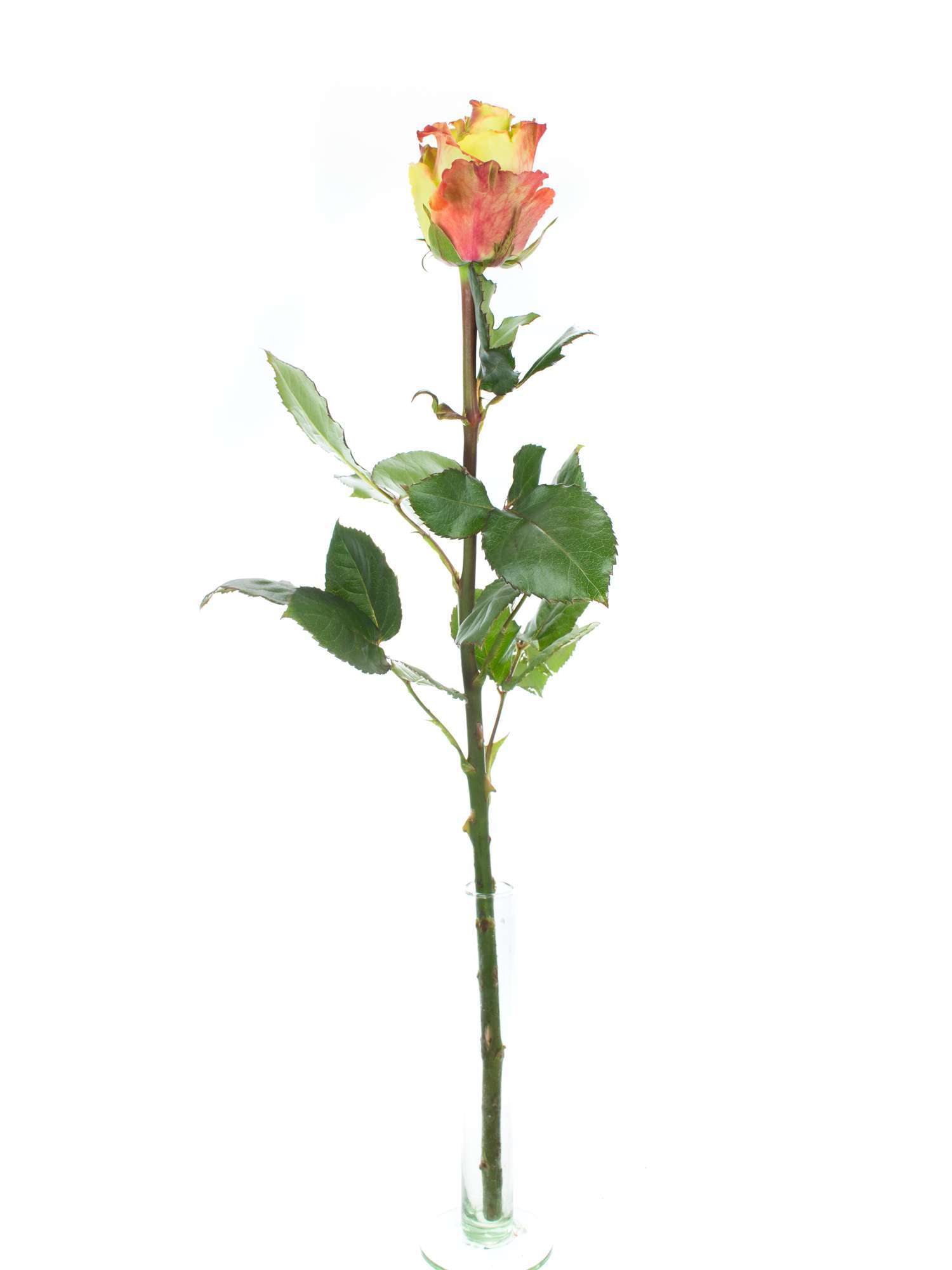 blumigo-rosen-zazu-schnittrosen-gelb-rot-stiel image 3