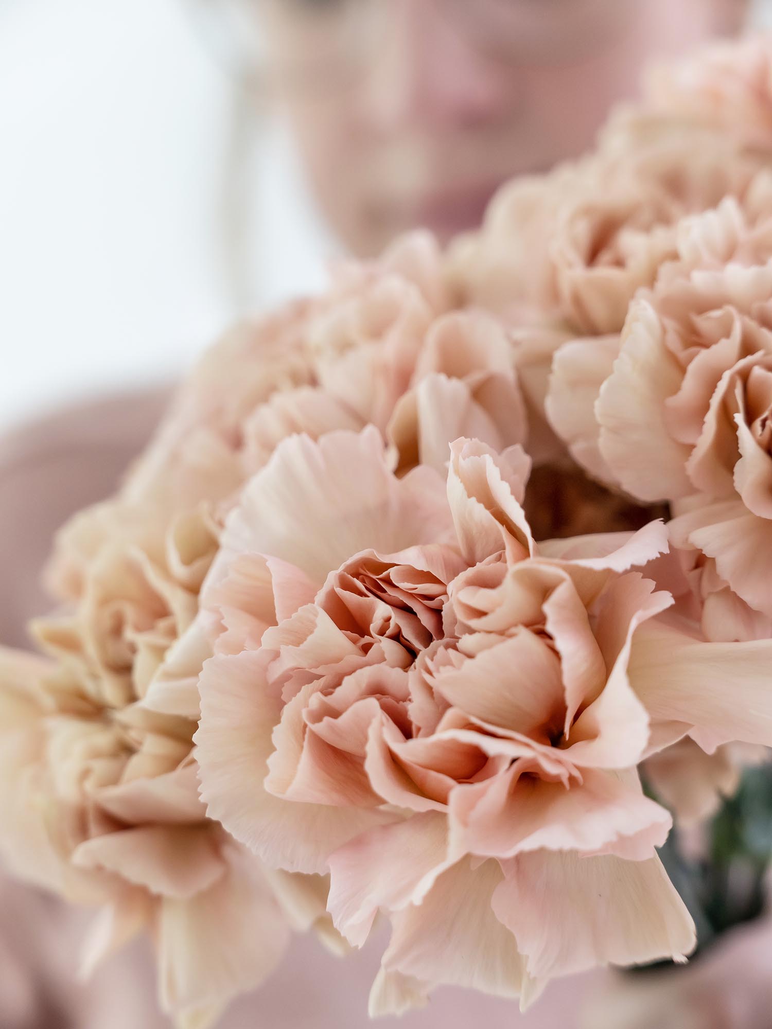 blumigo-nelken-edelnelken-caramel-schnittblume-creme-beige image 5