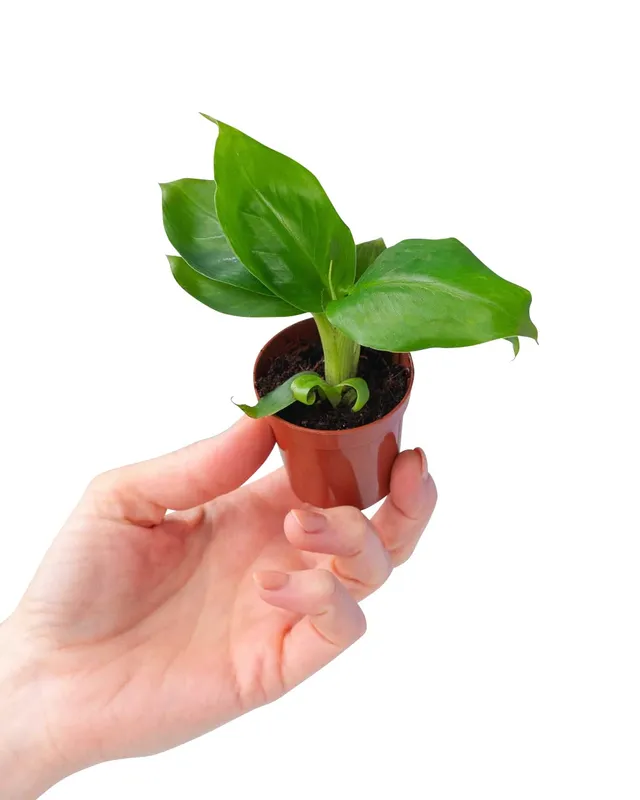 plnts-babyplnts-musa-dwarf-bananenpflanze-mini-15cm image 1