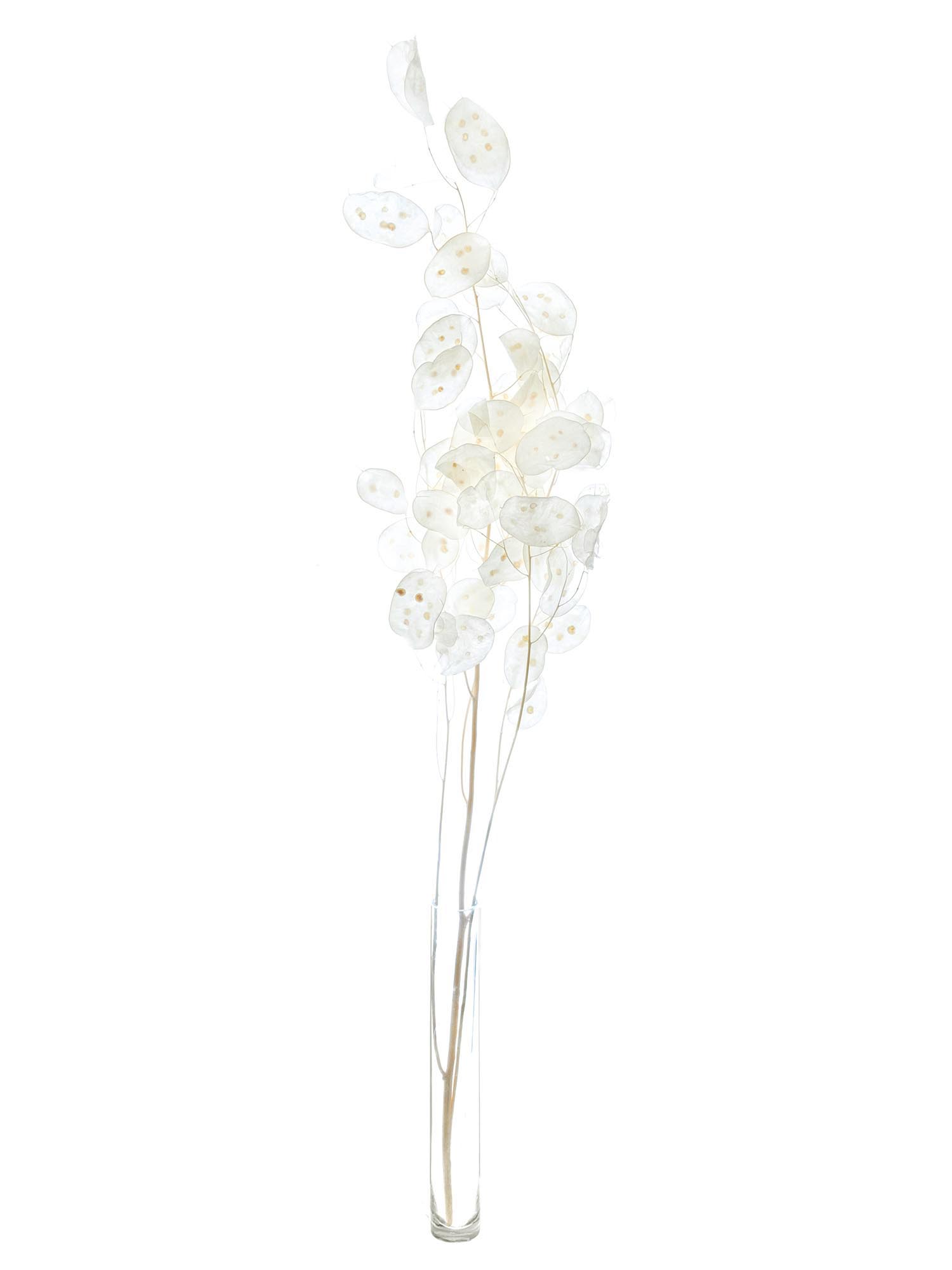blumigo-trockenblumen-lunaria-silberbl-tter-gebleicht image 4