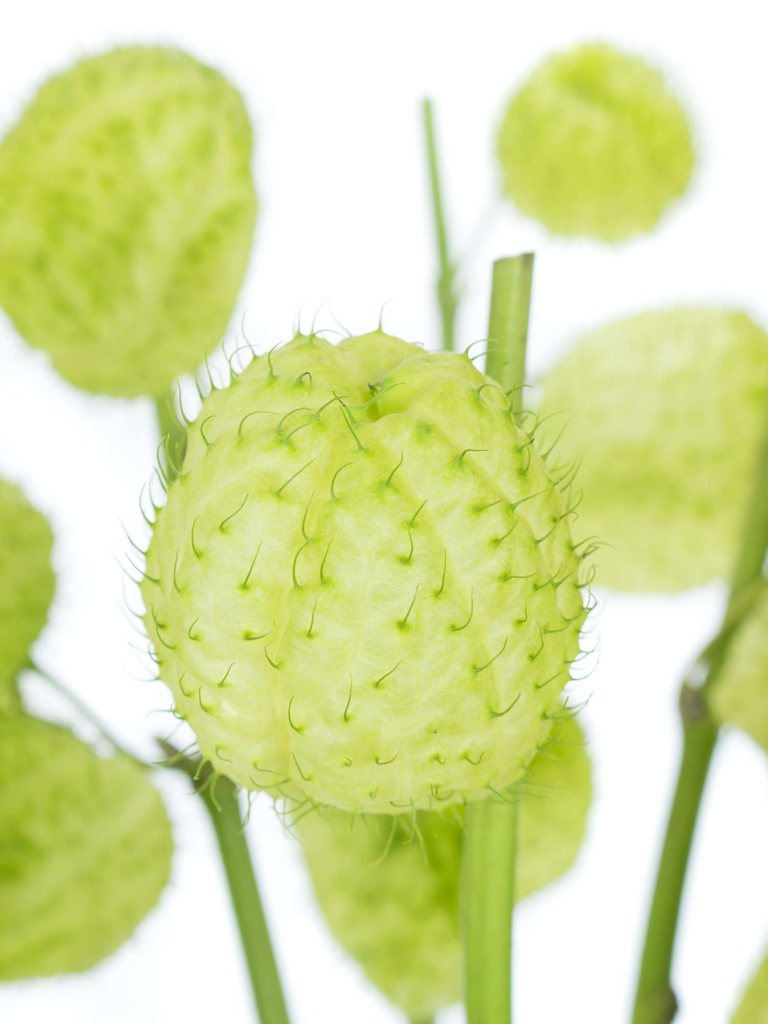 blumigo-asclepias-moby-dick-schnittblume-wei-frisch image 1