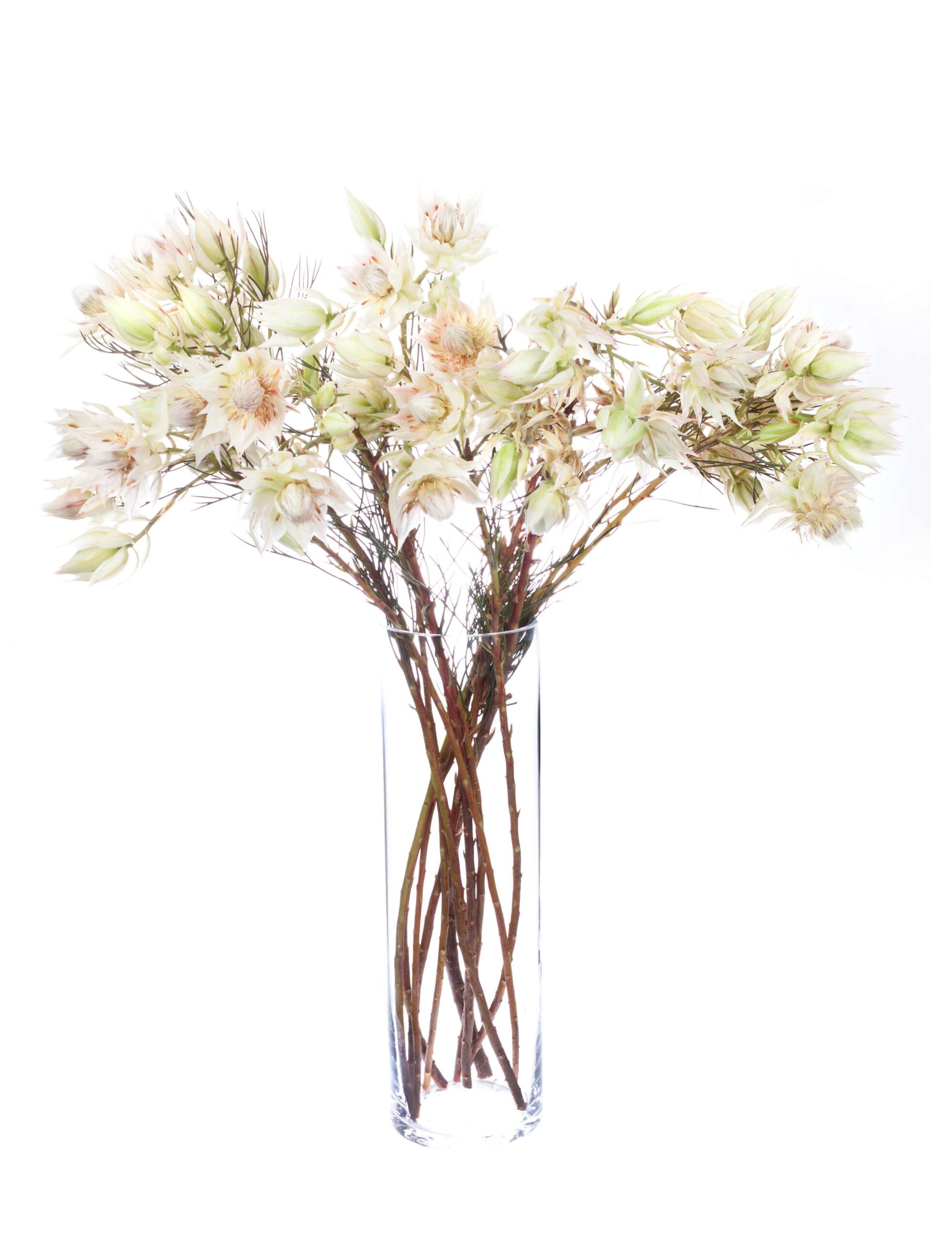 blumigo-proteen-serruria-florida-blushing-bride-creme image 2