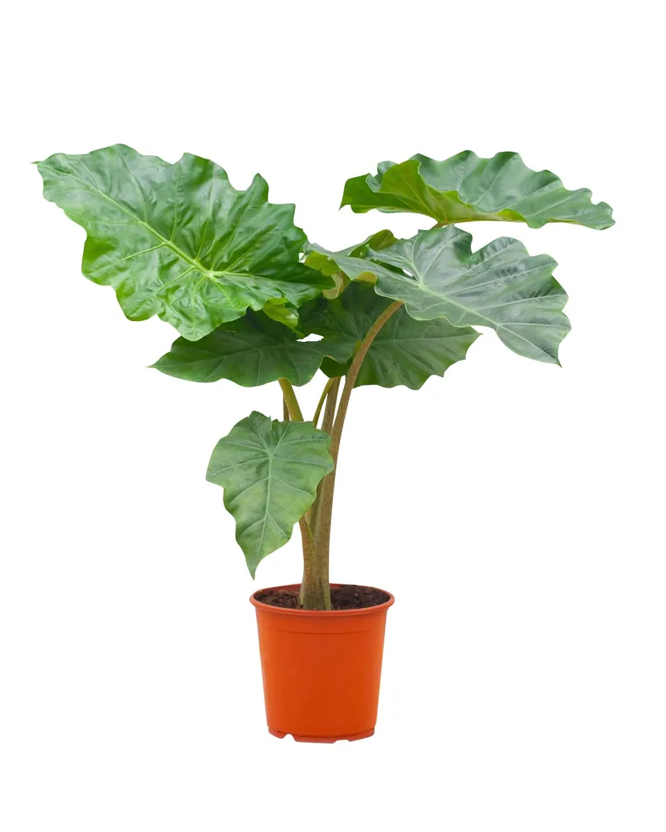 plnts-rareplnts-alocasia-portodora-zimmerpflanze-70-cm-gr-n image 1