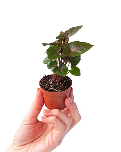 plnts-babyplnts-syngonium-maria-allusion-zimmerpflanze-10-cm-gr-n image 8