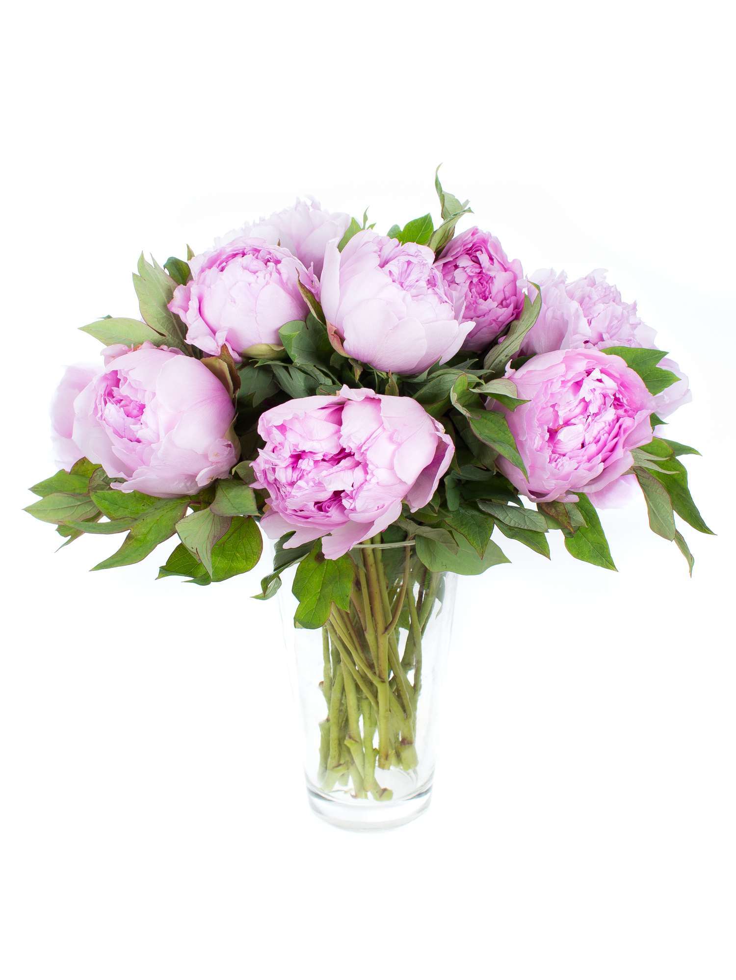 blumigo-pfingstrosen-baumpfingstrose-schnittblume-rosa image 3