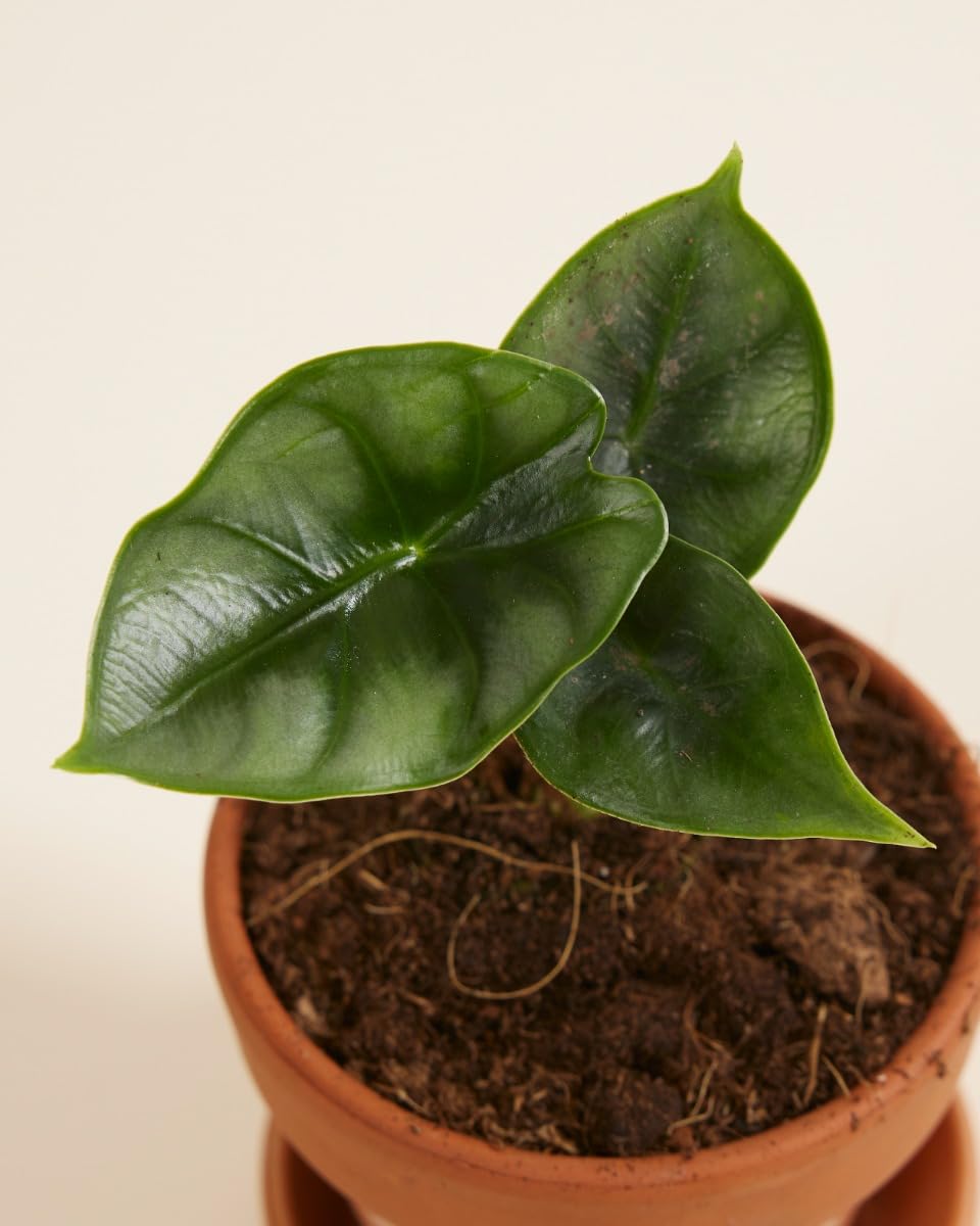 plnts-baby-alocasia-reversa-zimmerpflanze-10-cm-gemustert image 3