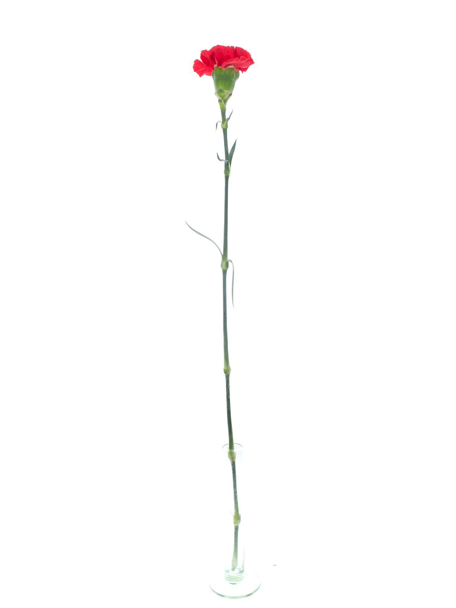 blumigo-edelnelken-tingua-schnittnelke-rot-einzelstiel image 4