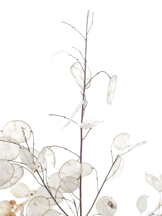 blumigo-lunaria-trockenblumen-wei-silber-getrocknet image 1