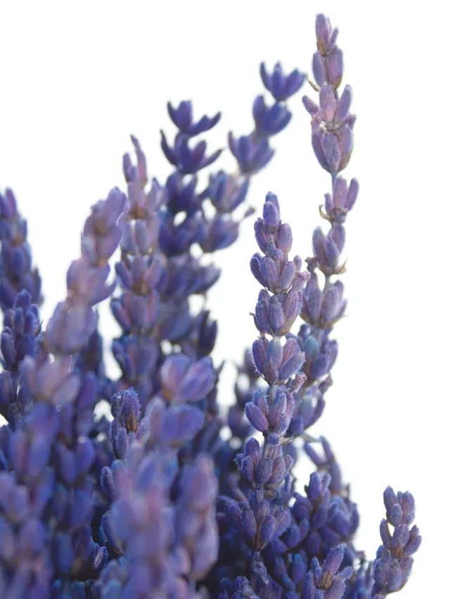 blumigo-trockenblumen-lavendel-trockenstrau-blau-duftend image 1