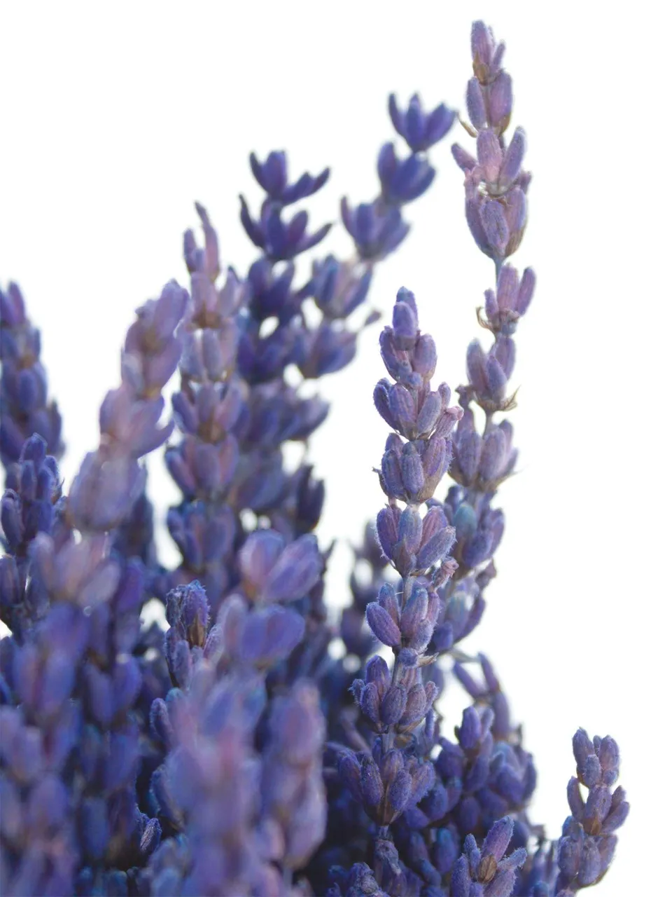 blumigo-trockenblumen-lavendel-trockenstrau-blau-duftend image 1