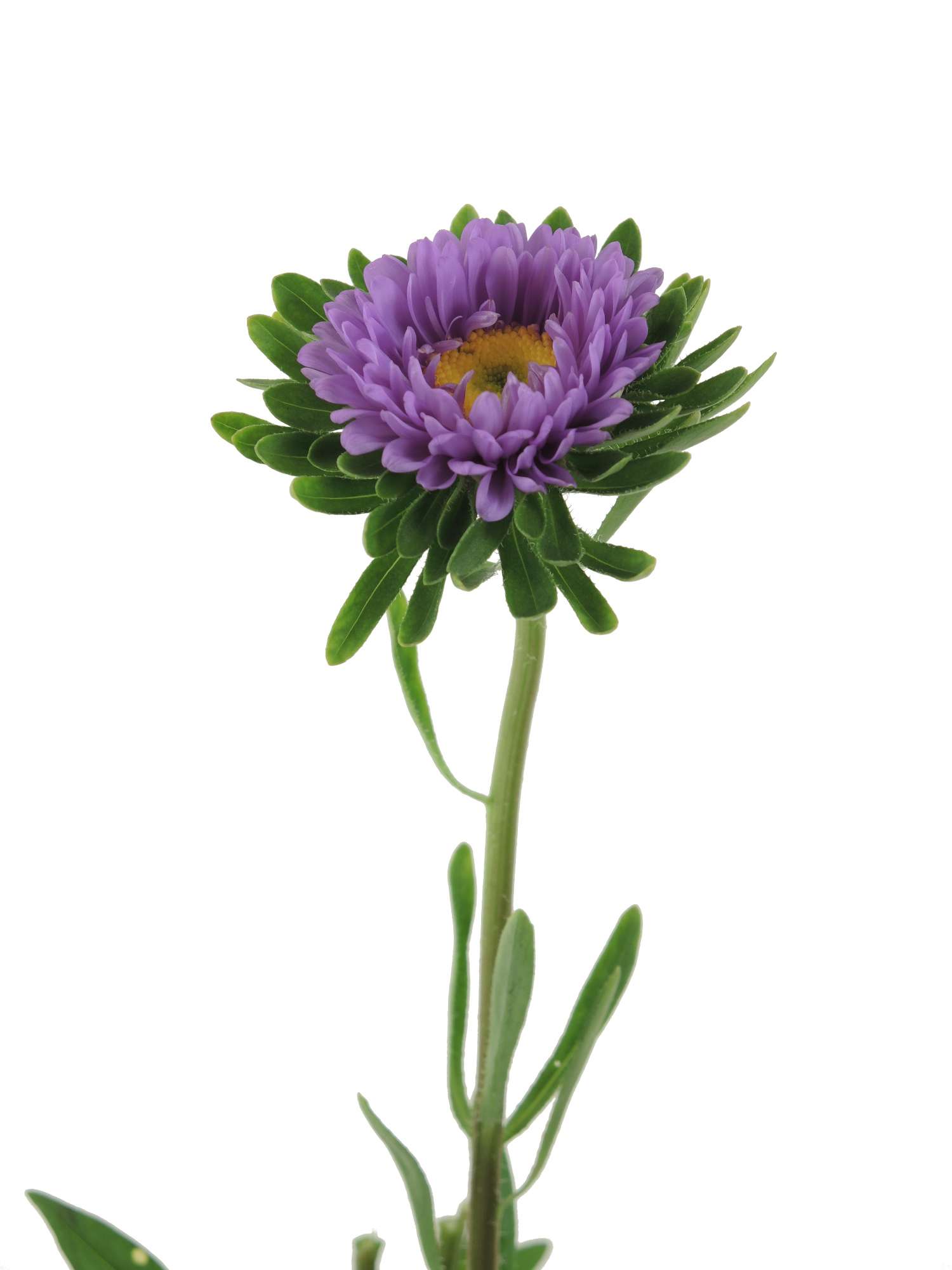 blumigo-sommeraster-lila-schnittblume-herbstdeko image 3