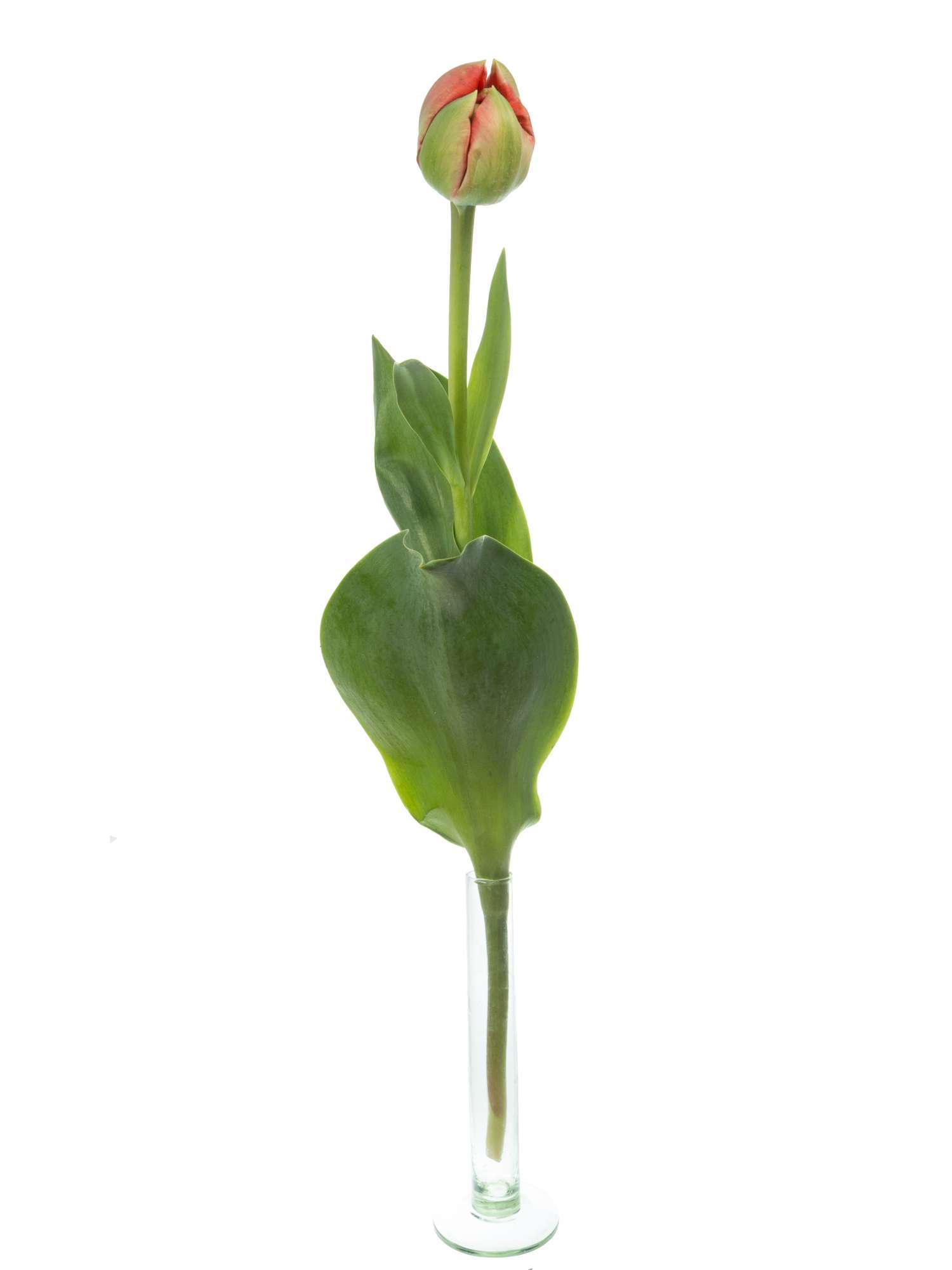 blumigo-tulpen-gudoshnik-double-gef-llt-rot-gelb-stiel image 3