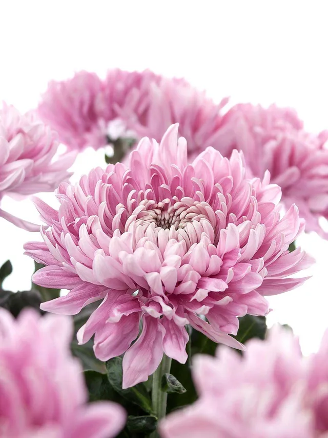 blumigo-chrysanthemen-holiday-rosa-blume image 1