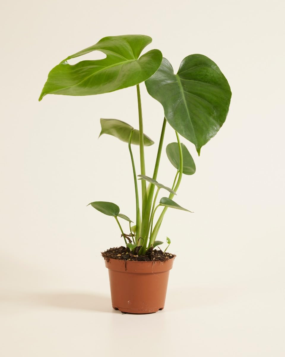 plnts-rareplnts-monstera-deliciosa-zimmerpflanze-45cm-12cm-topf image 2