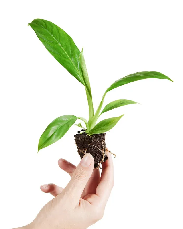 plnts-baby-philodendron-campii-zimmerpflanze-8-cm-pflegeleicht image 1
