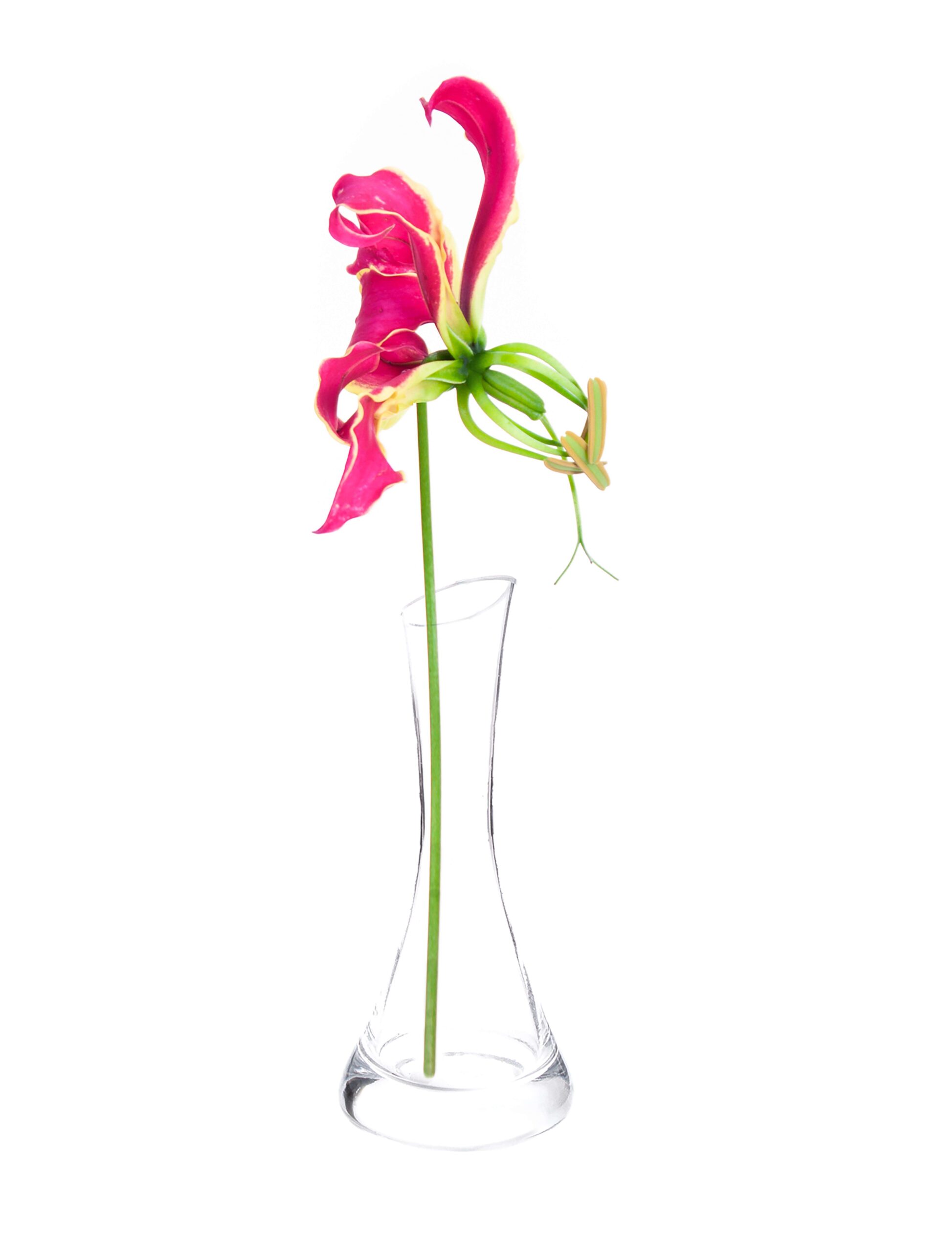 blumigo-ruhmeskrone-gloriosa-rothschild-pink-gelb-blume image 4