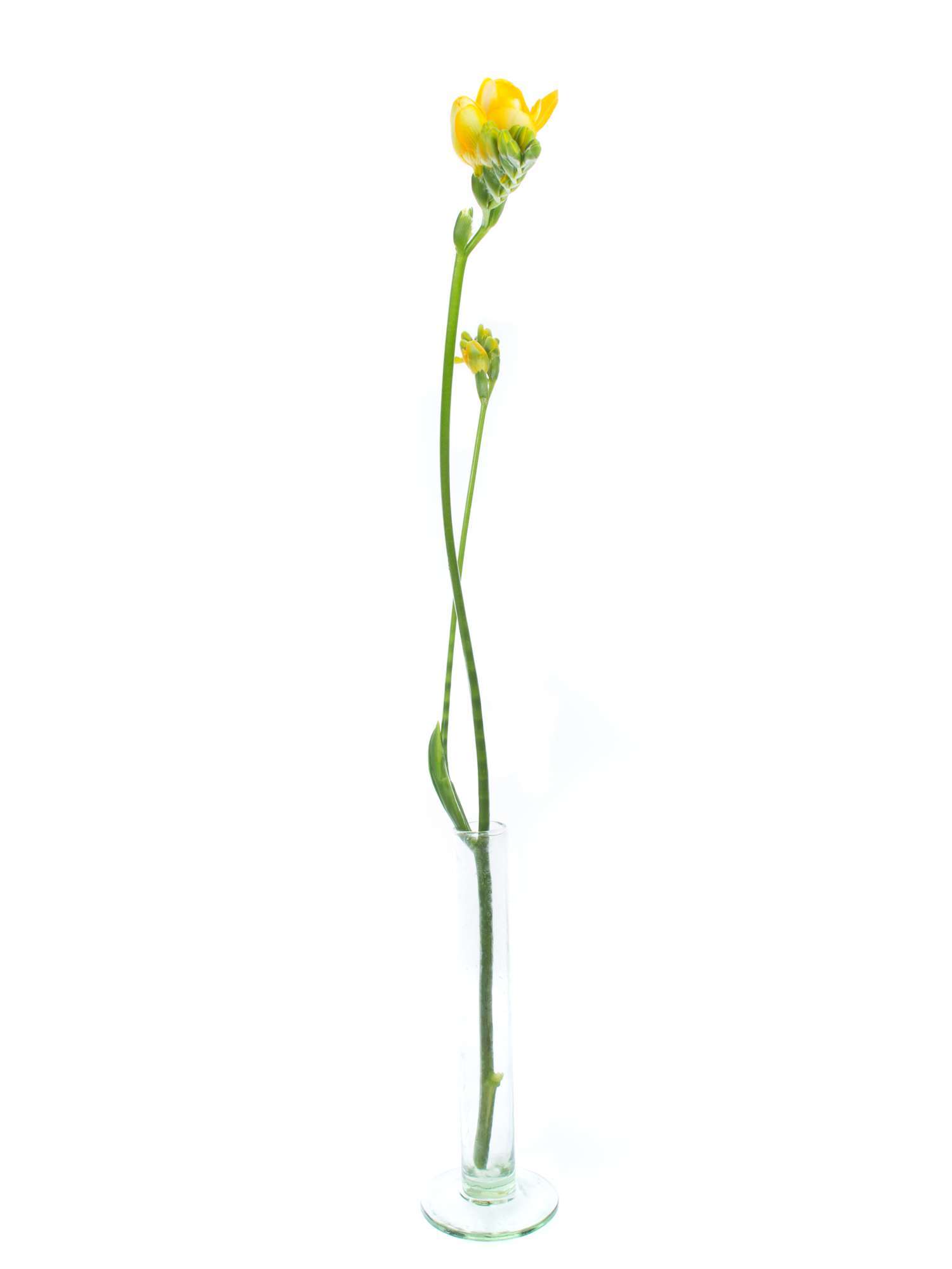 blumigo-freesien-soleil-schnittblume-gelb-duftend image 4