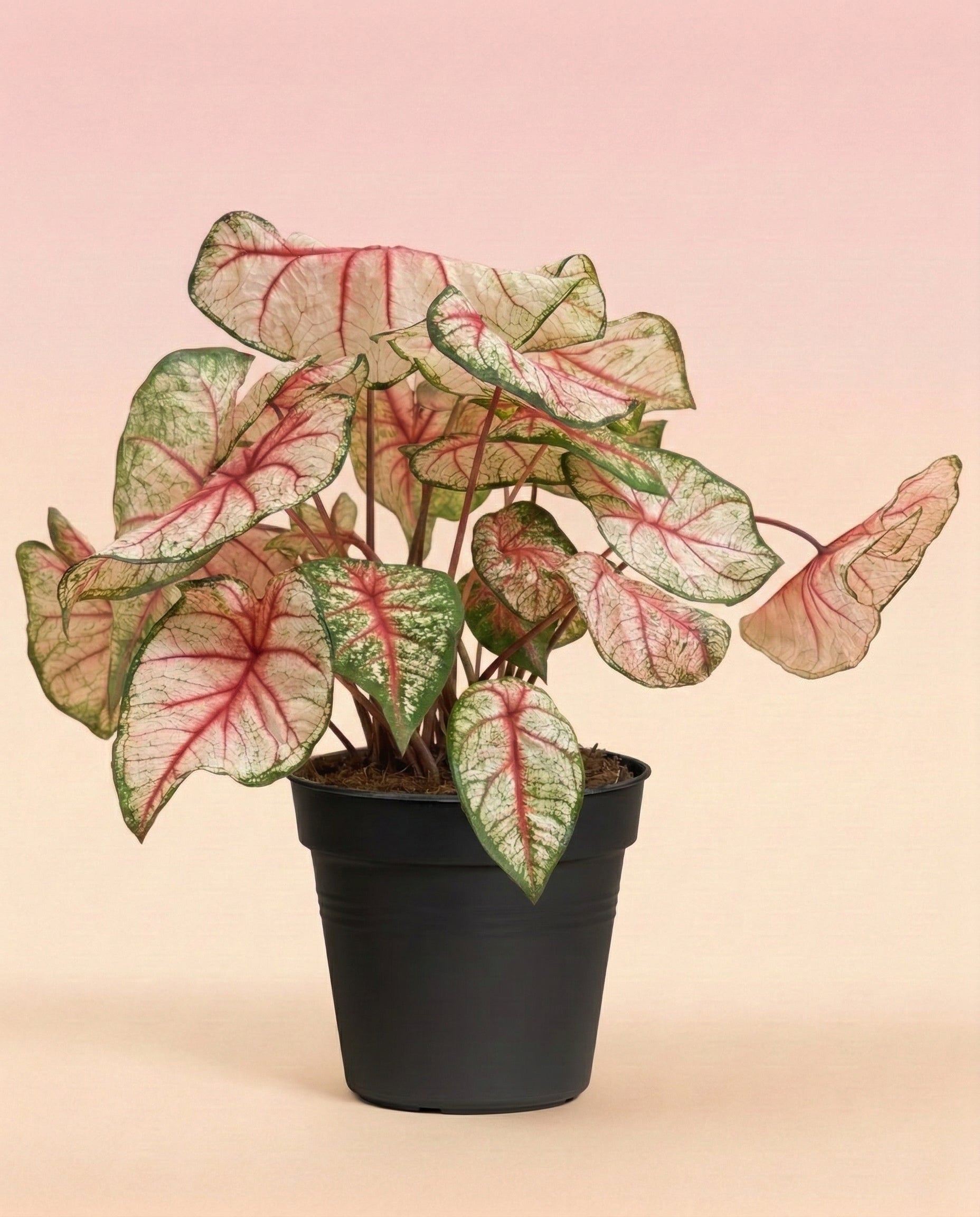 feey-variado-caladium-rhapsody-zimmerpflanze-ohne-topf image 3