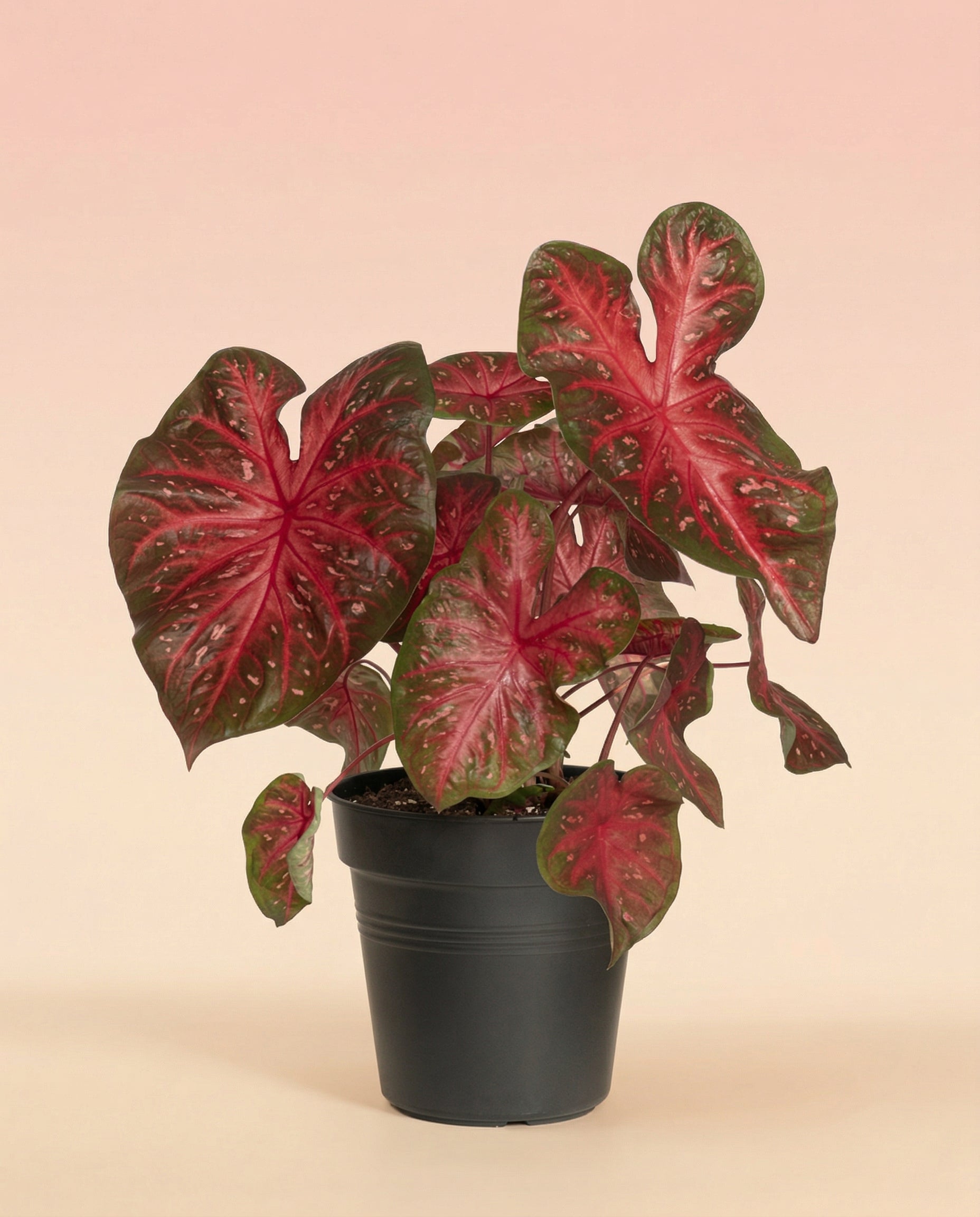 feey-variado-caladium-red-flash-zimmerpflanze-ohne-topf image 3
