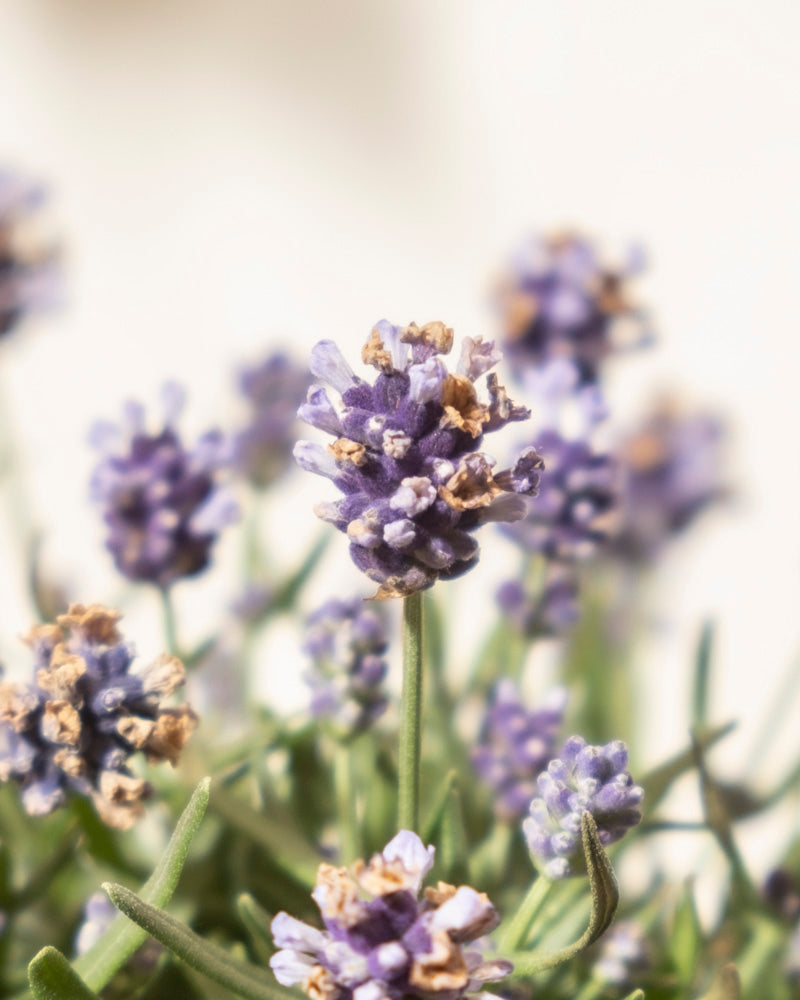 feey-amsterdam-lavendel-hidcote-blue-ohne-topf-winterhart image 6