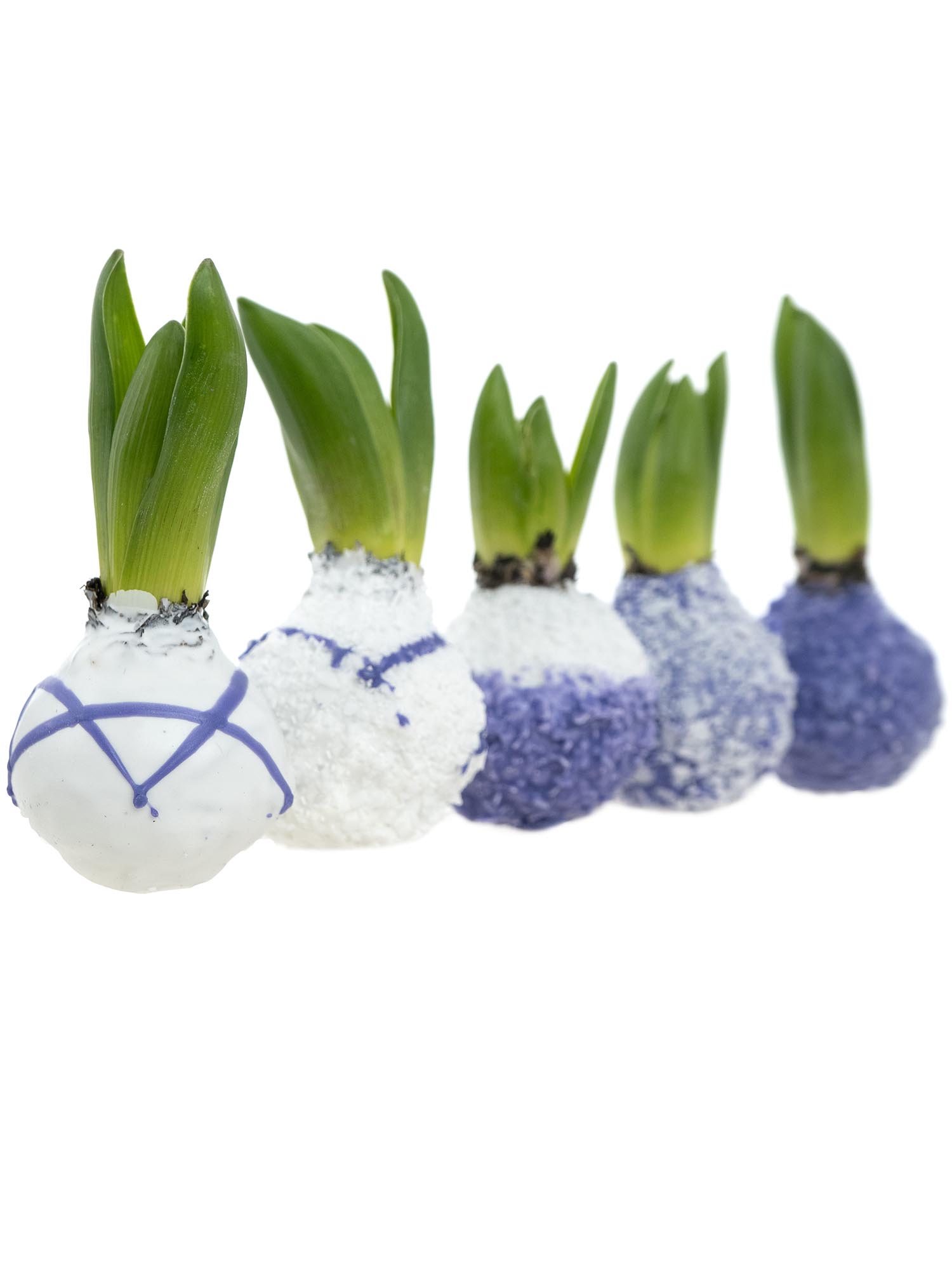 blumigo-fr-hlingsknollen-hyazinthenknollen-violett-gewachst image 1