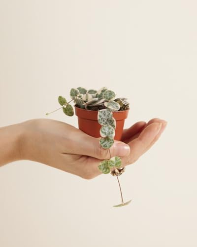 plnts-babyplnts-ceropegia-woodii-variegata-baby-6cm-10cm image 7