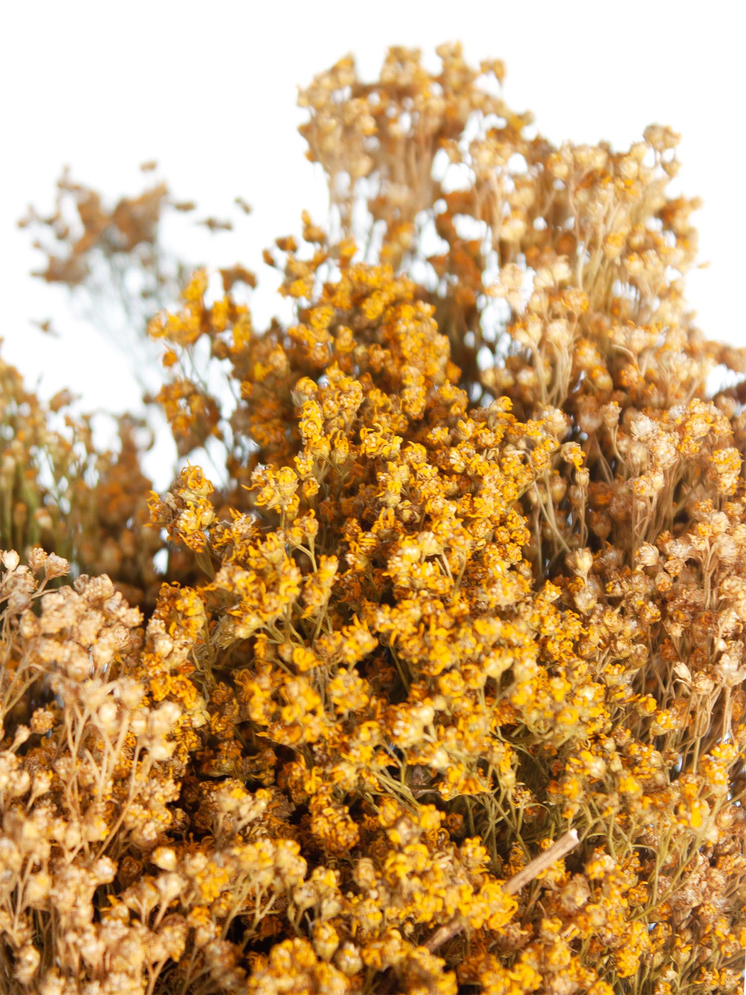 blumigo-trockenblumen-brooms-ginster-getrocknet-natur image 1