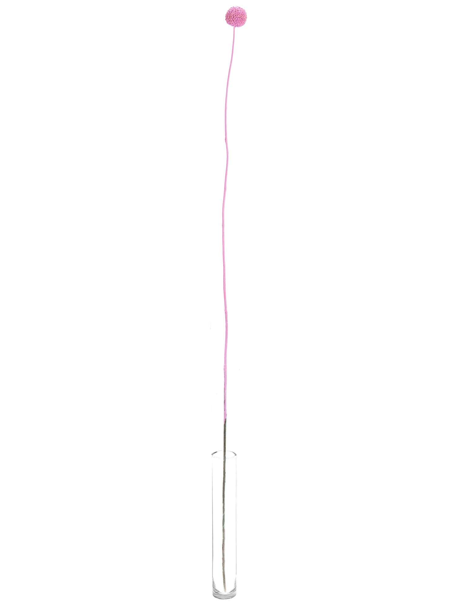 blumigo-trockenblumen-craspedia-lolly-pop-rosa-gef-rbt image 3