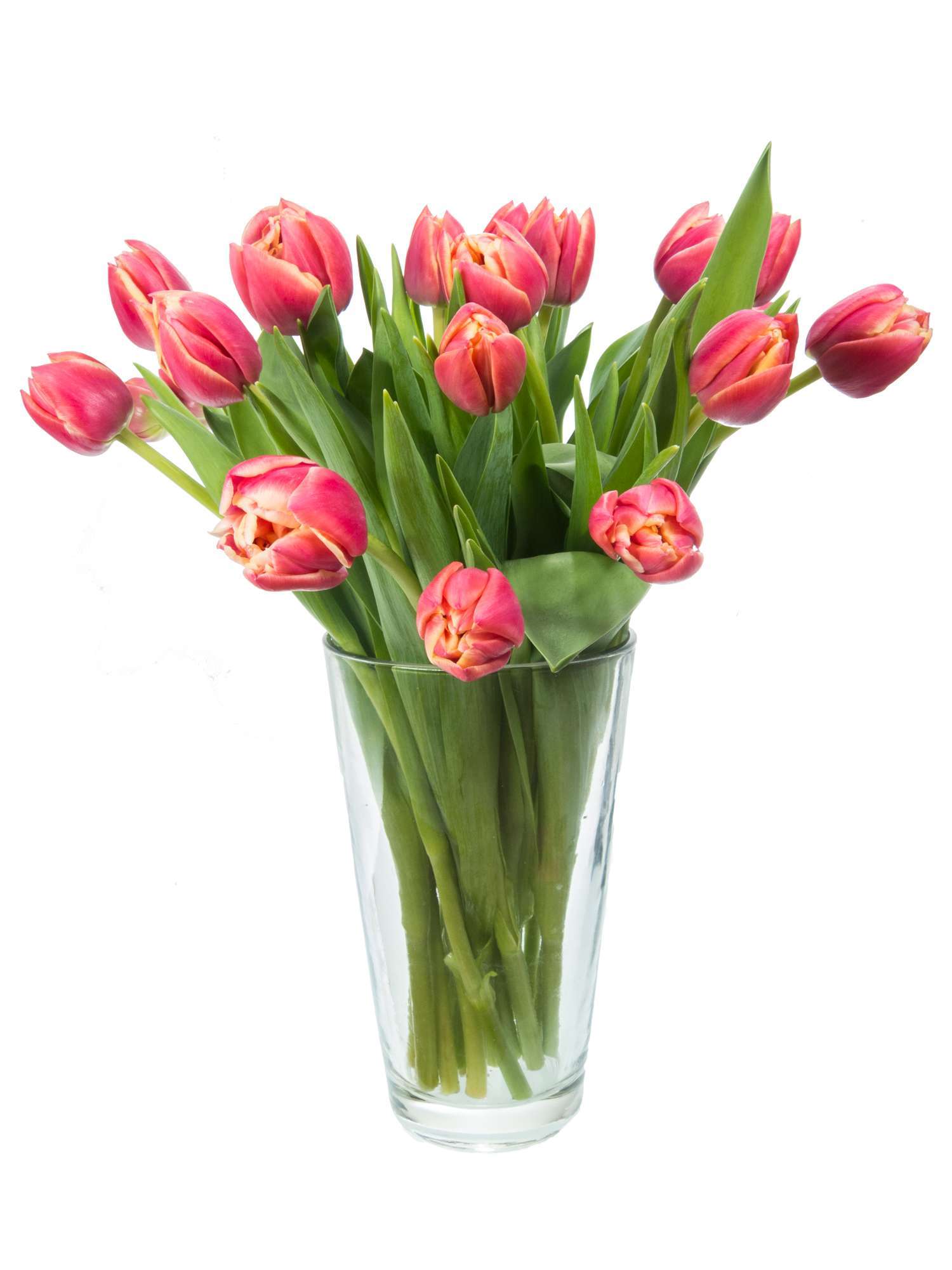 blumigo-tulpen-columbus-gef-llte-schnittblumen-pink-creme image 2