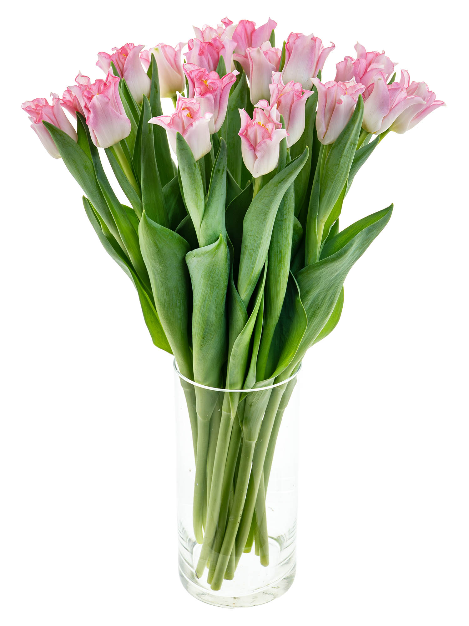 blumigo-tulpen-crown-of-dynasty-schnittblumen-rosa-kelchf-rmig image 3