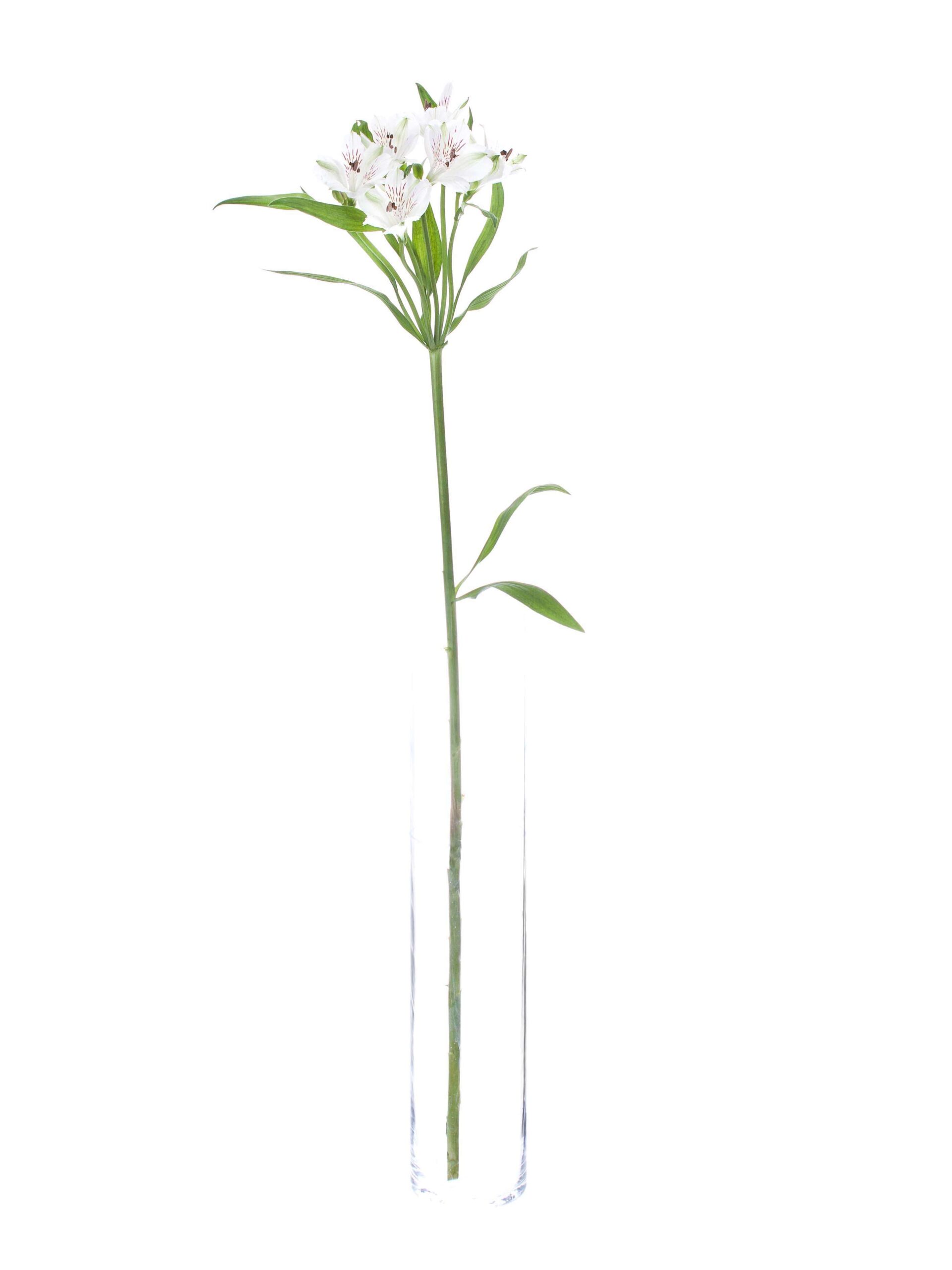 blumigo-blattwerk-alstroemerien-virginia-wei-schnittblume image 3