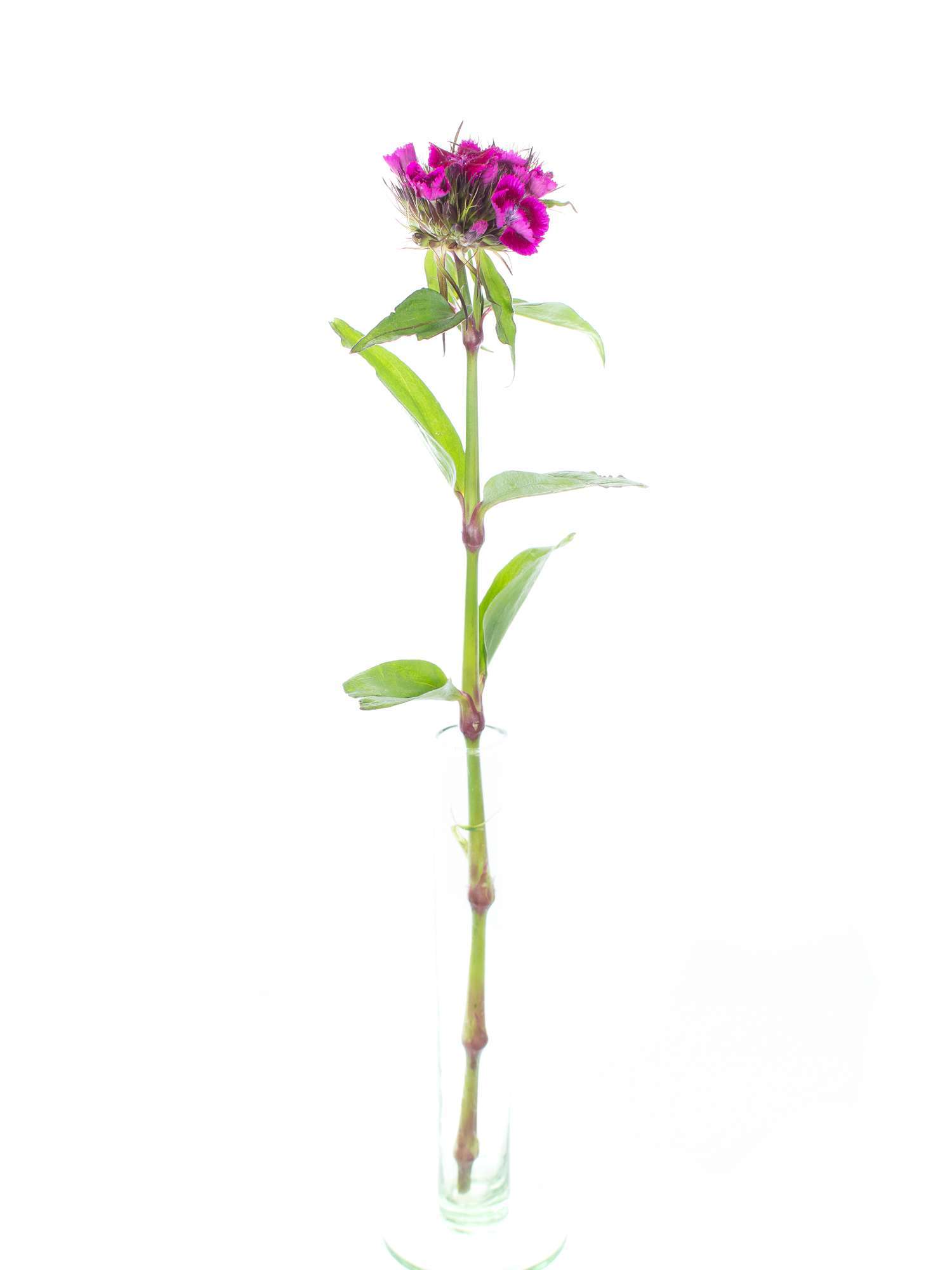 blumigo-nelken-bartnelken-schnittblumen-pink-st-ck image 3