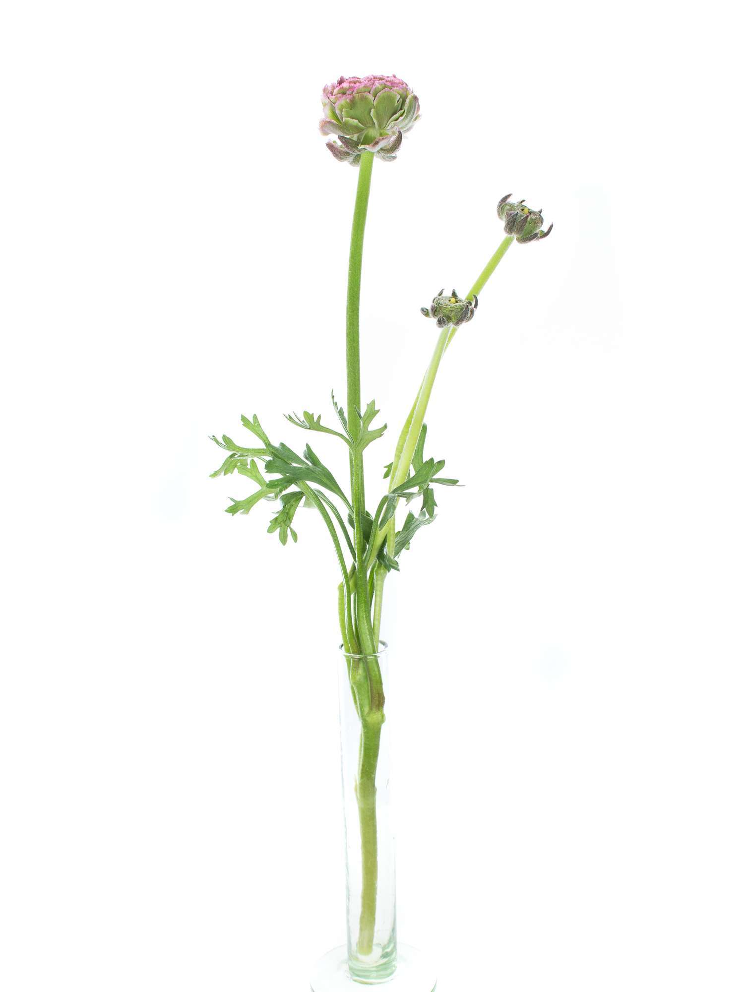 blumigo-ranunkeln-xl-ponpon-hermione-rosa-gr-ne-ranunkeln-stiel image 3