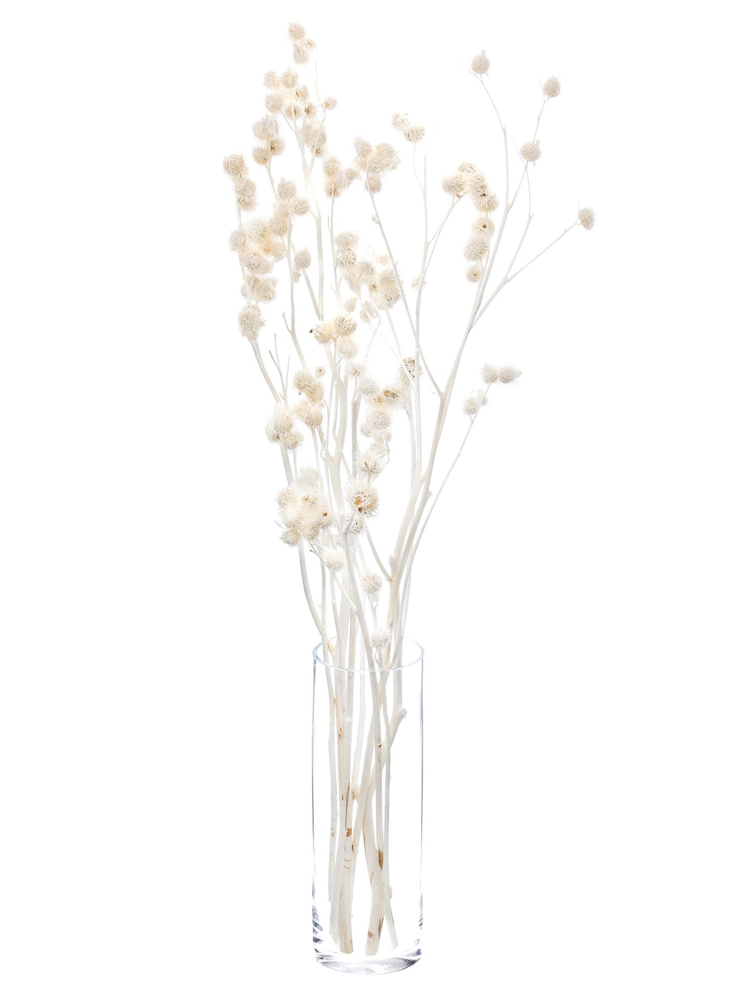 blumigo-trockenblumen-velcro-disteln-gebleicht-wei-bund image 3