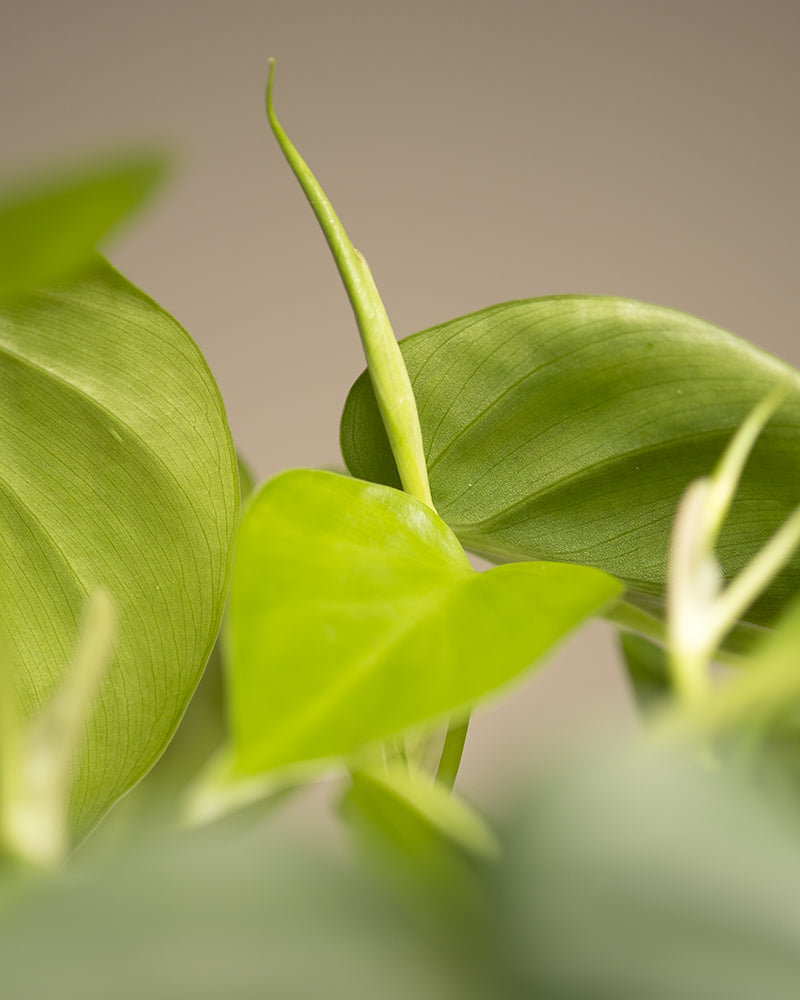 feey-variado-philodendron-scandens-h-ngepflanze-ohne-bertopf image 5