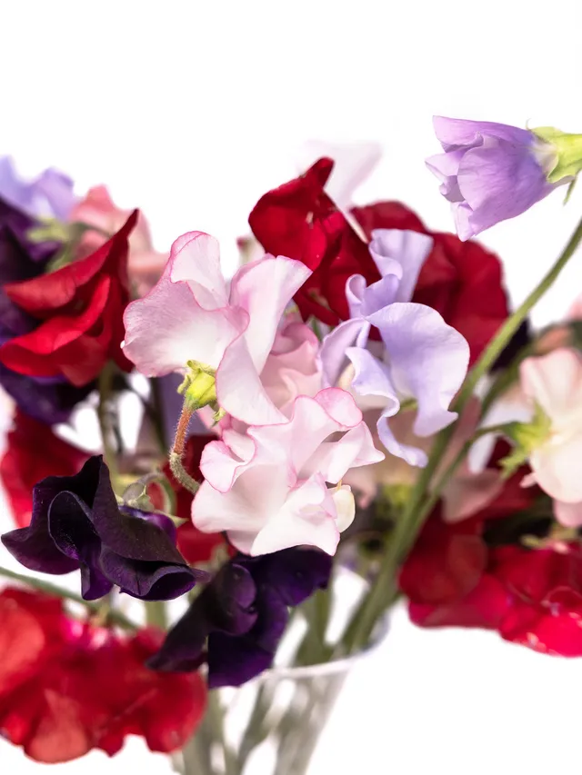 blumigo-wicken-bunte-mischung-schnittblumen-bunt image 1