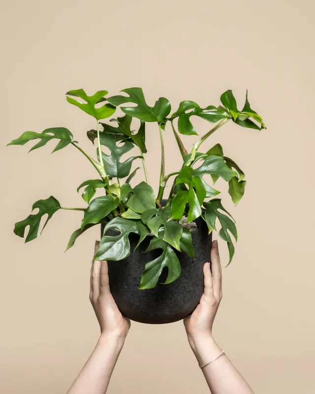 feey-variado-monstera-minima-zimmerpflanze-ohne-bertopf image 1