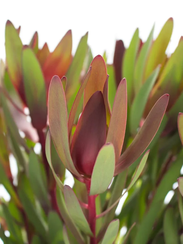 blumigo-proteen-leucadendron-safari-sunset-rot-gr-n-exotisch image 1