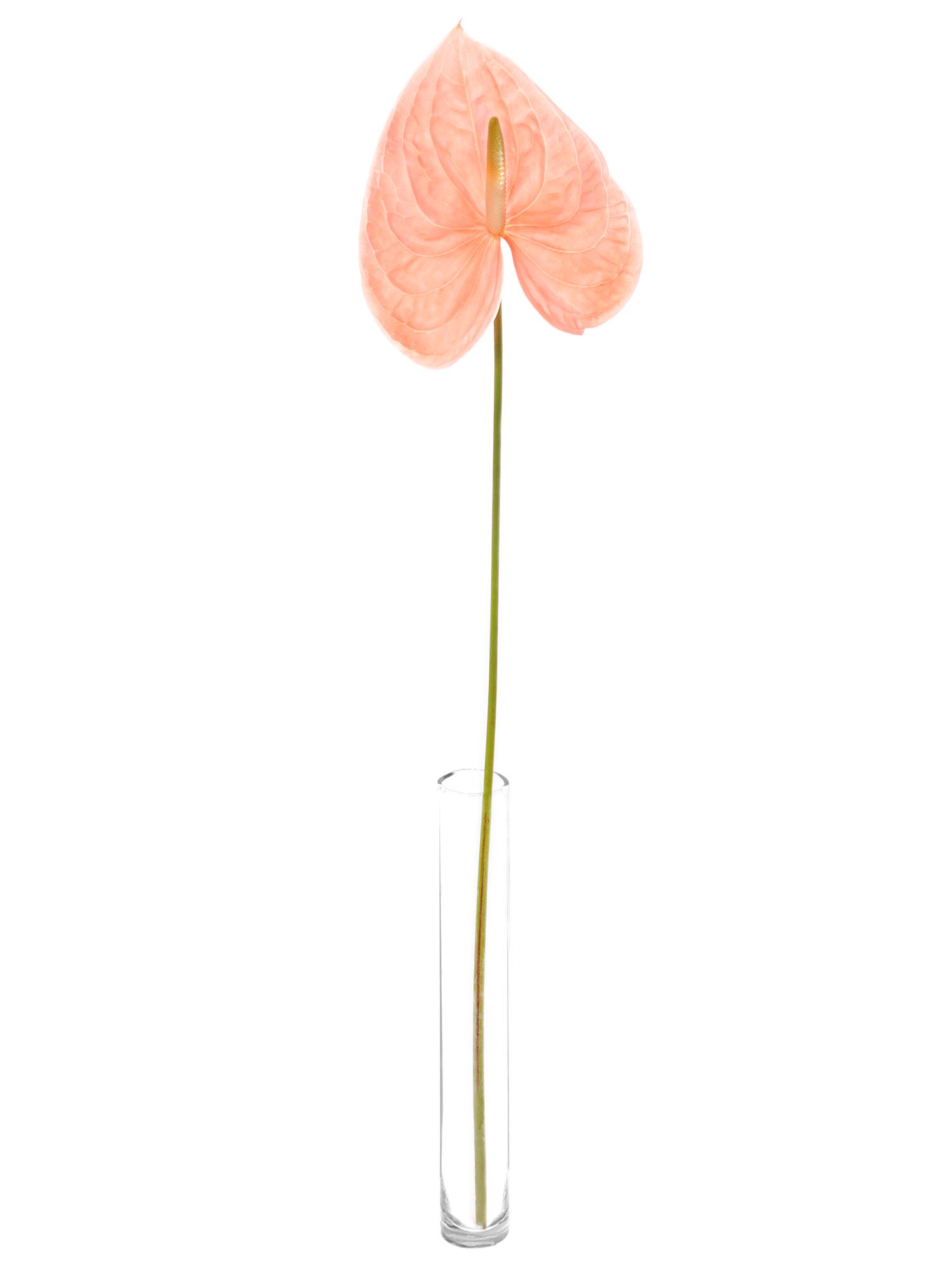 blumigo-anthurie-cheers-schnittblume-apricot-rosa-pastell image 3
