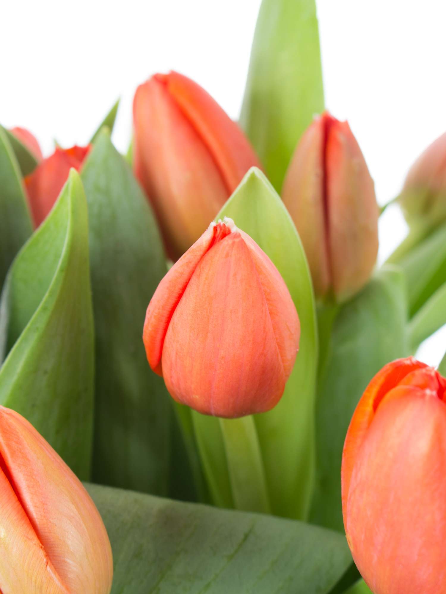 blumigo-tulpen-ad-rem-schnittblumen-orange image 1