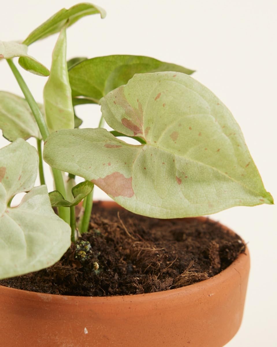plnts-babyplnts-syngonium-confetti-zimmerpflanze-6cm-topf-rosa image 3