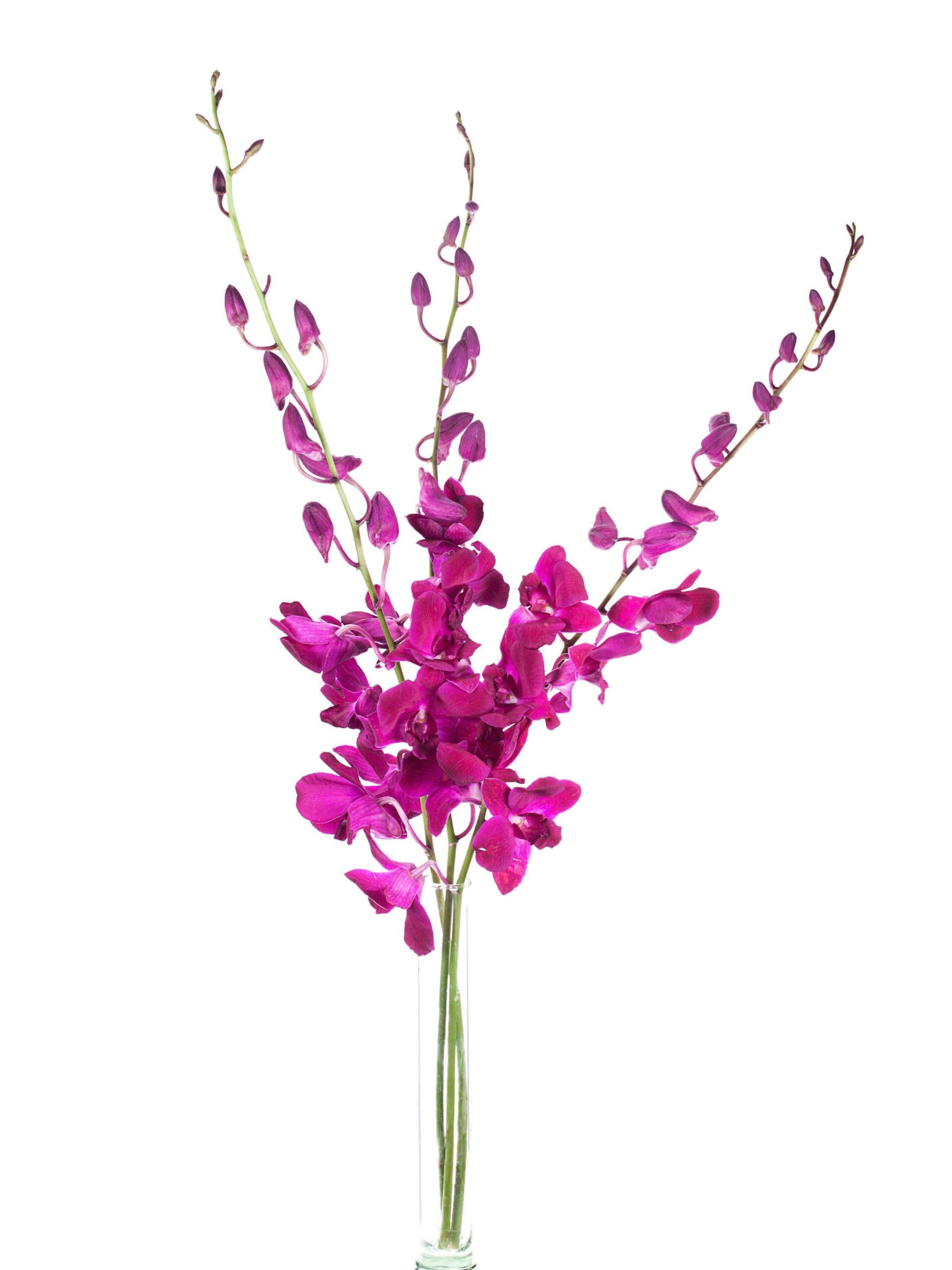 blumigo-dendrobium-pink-orchidee-einzelstiel image 2