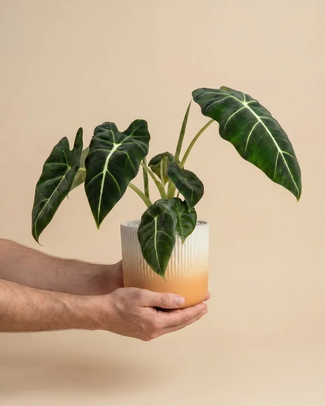 feey-variado-alocasia-frydek-zimmerpflanze-ohne-bertopf-samtig image 1